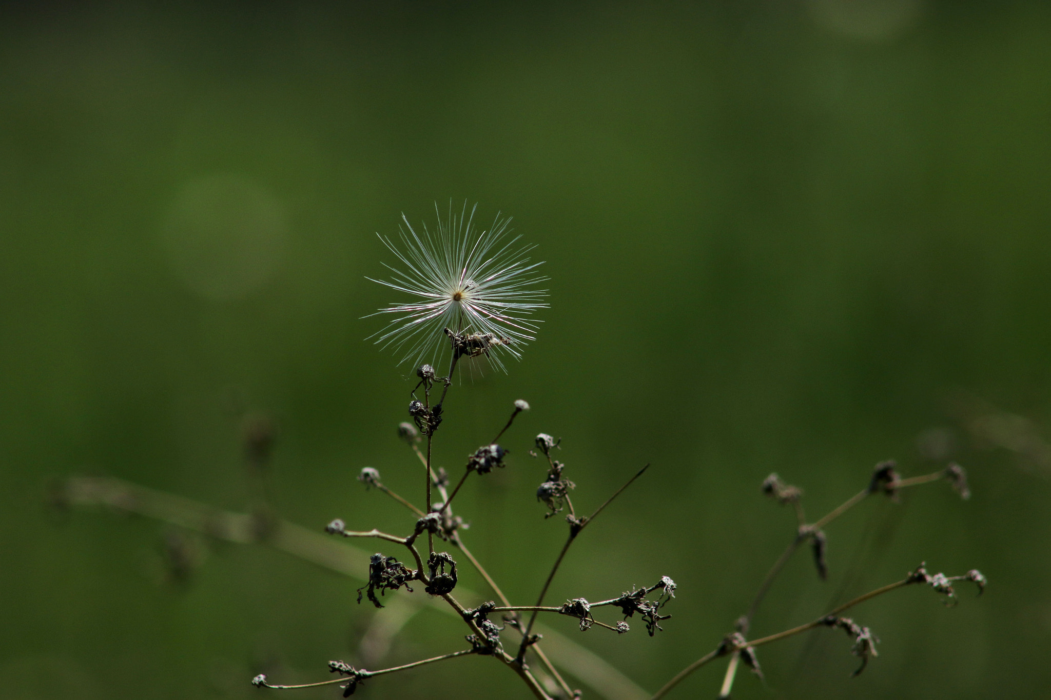 EF75-300mm f/4-5.6 sample photo. Spring photography