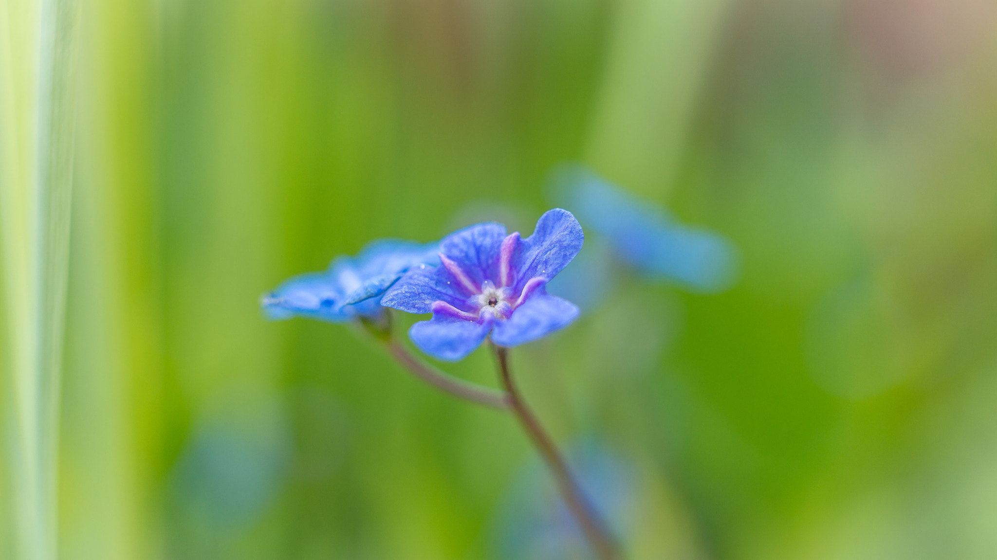 Sony Alpha NEX-6 + Sigma 30mm F2.8 EX DN sample photo. Flowers photography