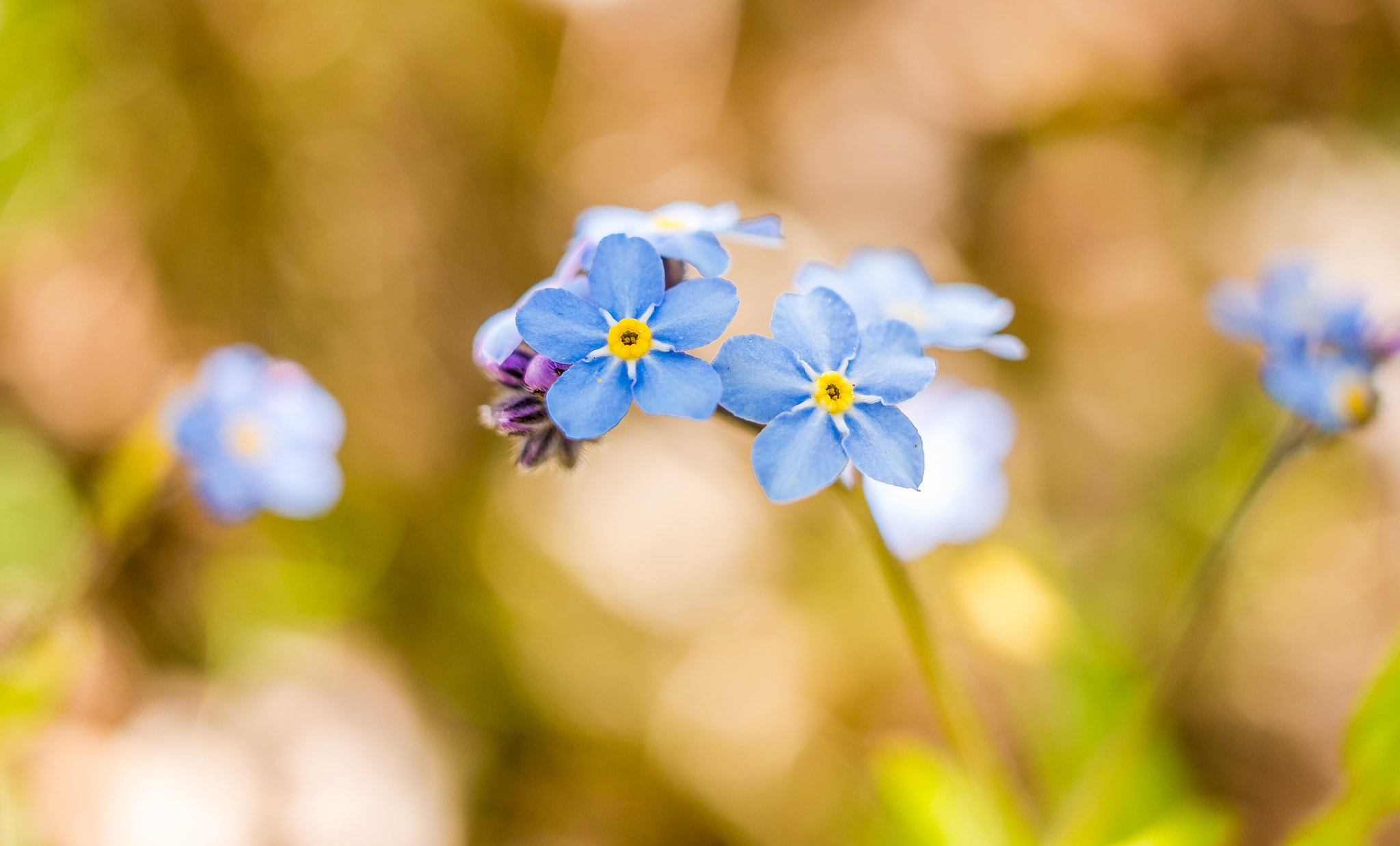 Sony Alpha NEX-6 + Sigma 30mm F2.8 EX DN sample photo. Flowers photography