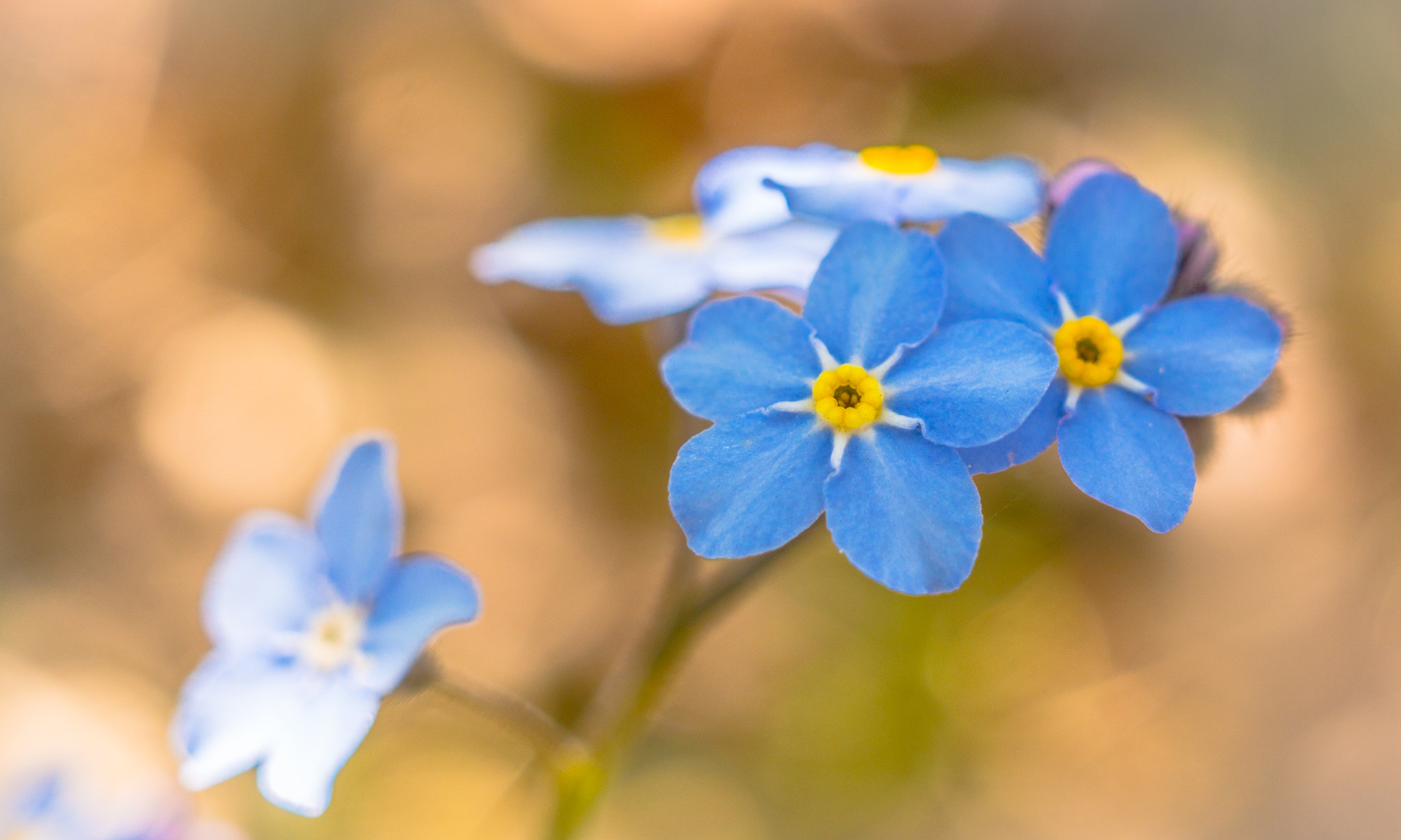 Sony Alpha NEX-6 + Sigma 30mm F2.8 EX DN sample photo. Flowers photography