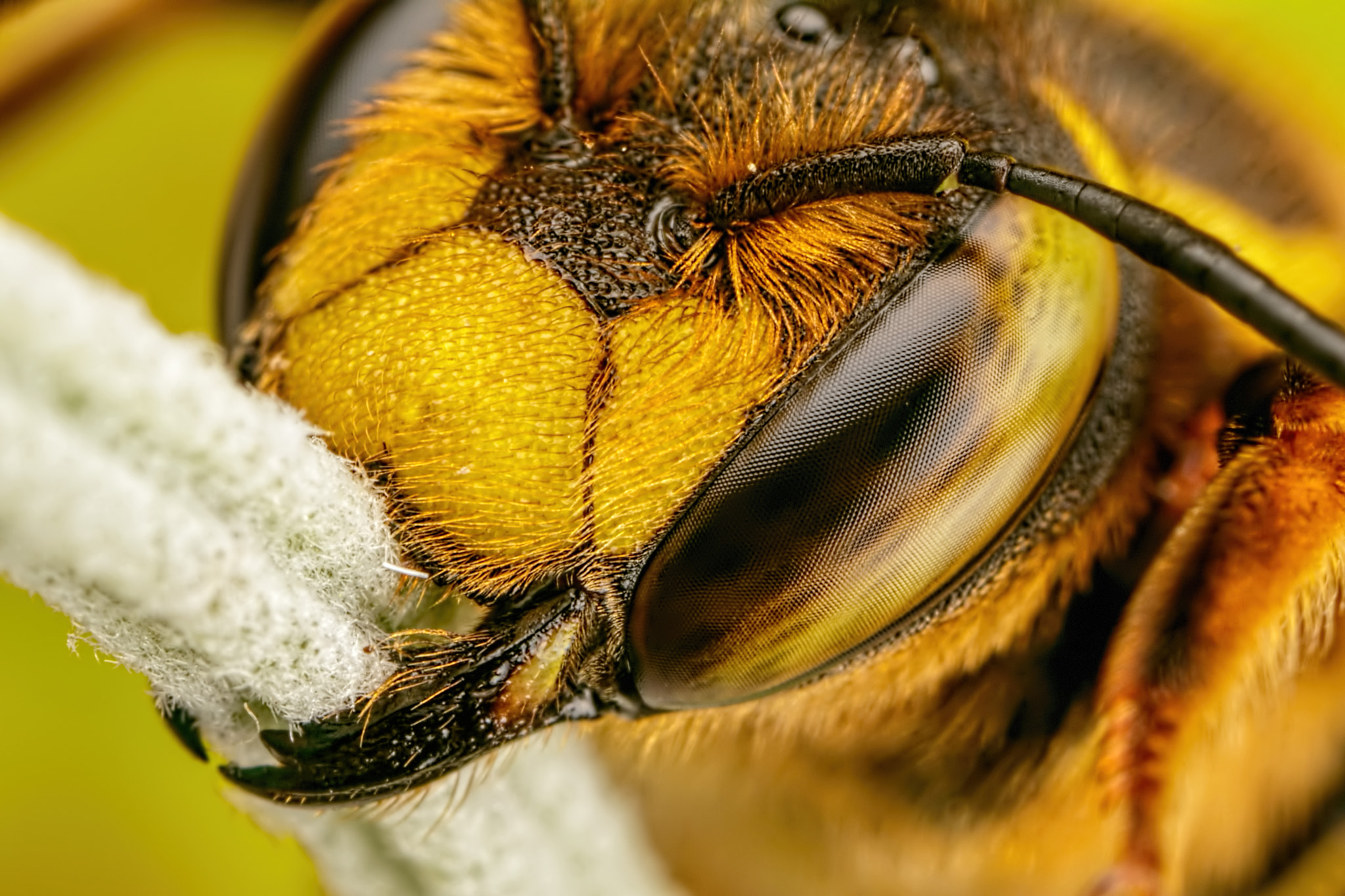 Canon MP-E 65mm F2.5 1-5x Macro Photo sample photo. European wool carder bee ii photography