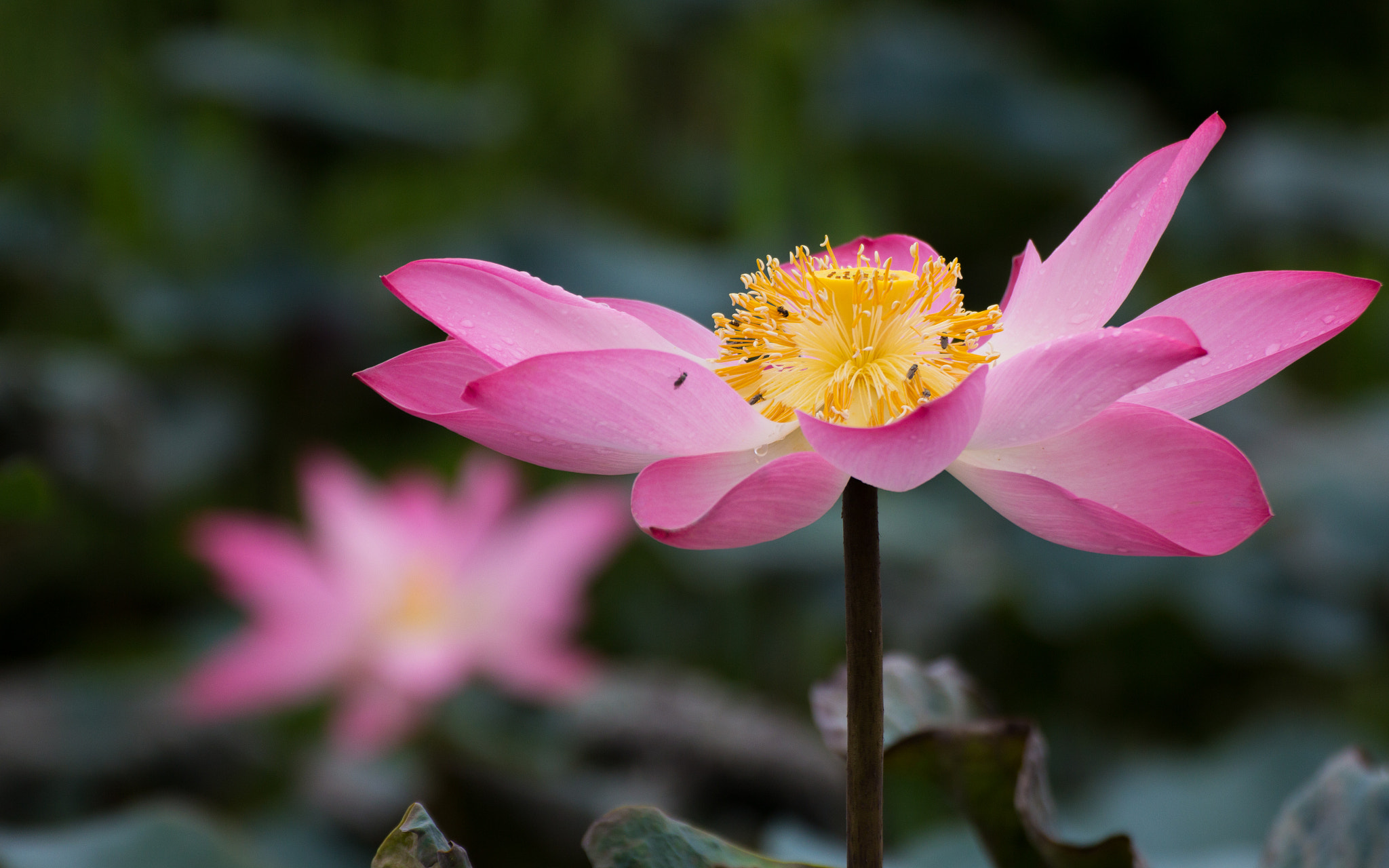 Tamron SP 35mm F1.8 Di VC USD sample photo. Village beauty photography