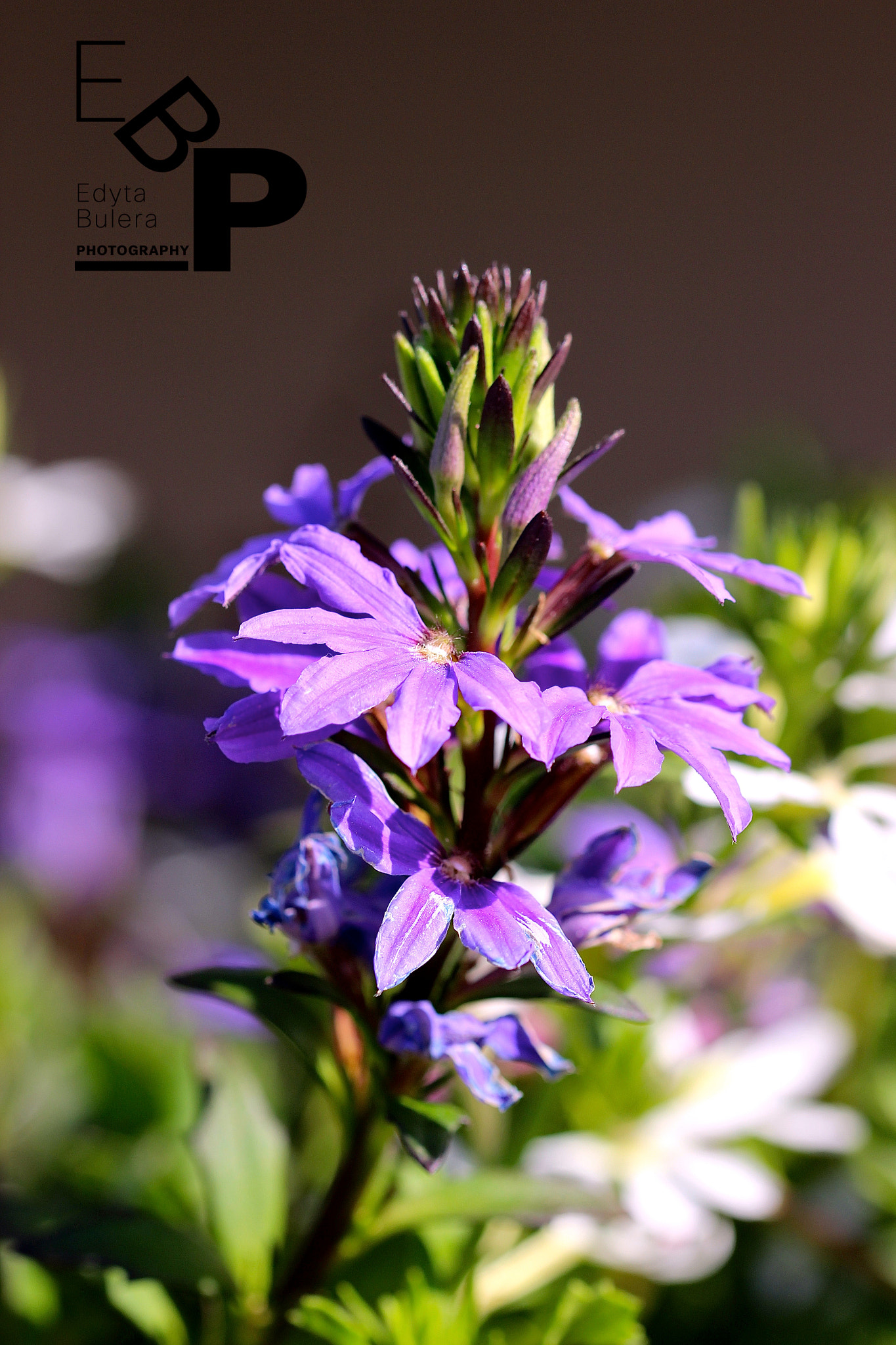 Canon EF 100mm F2.8L Macro IS USM sample photo. Macro by edyta photography