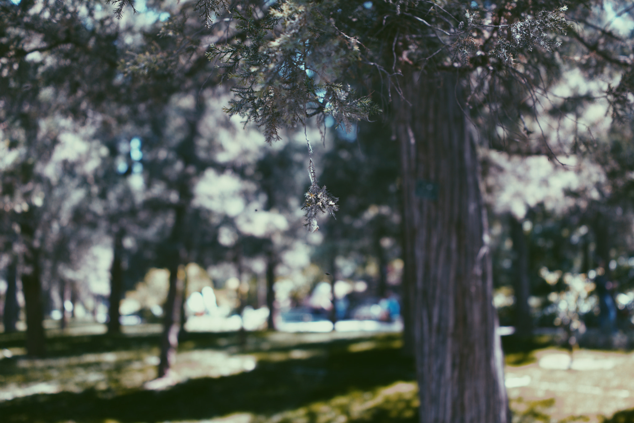 Sony 35mm F2.0 sample photo
