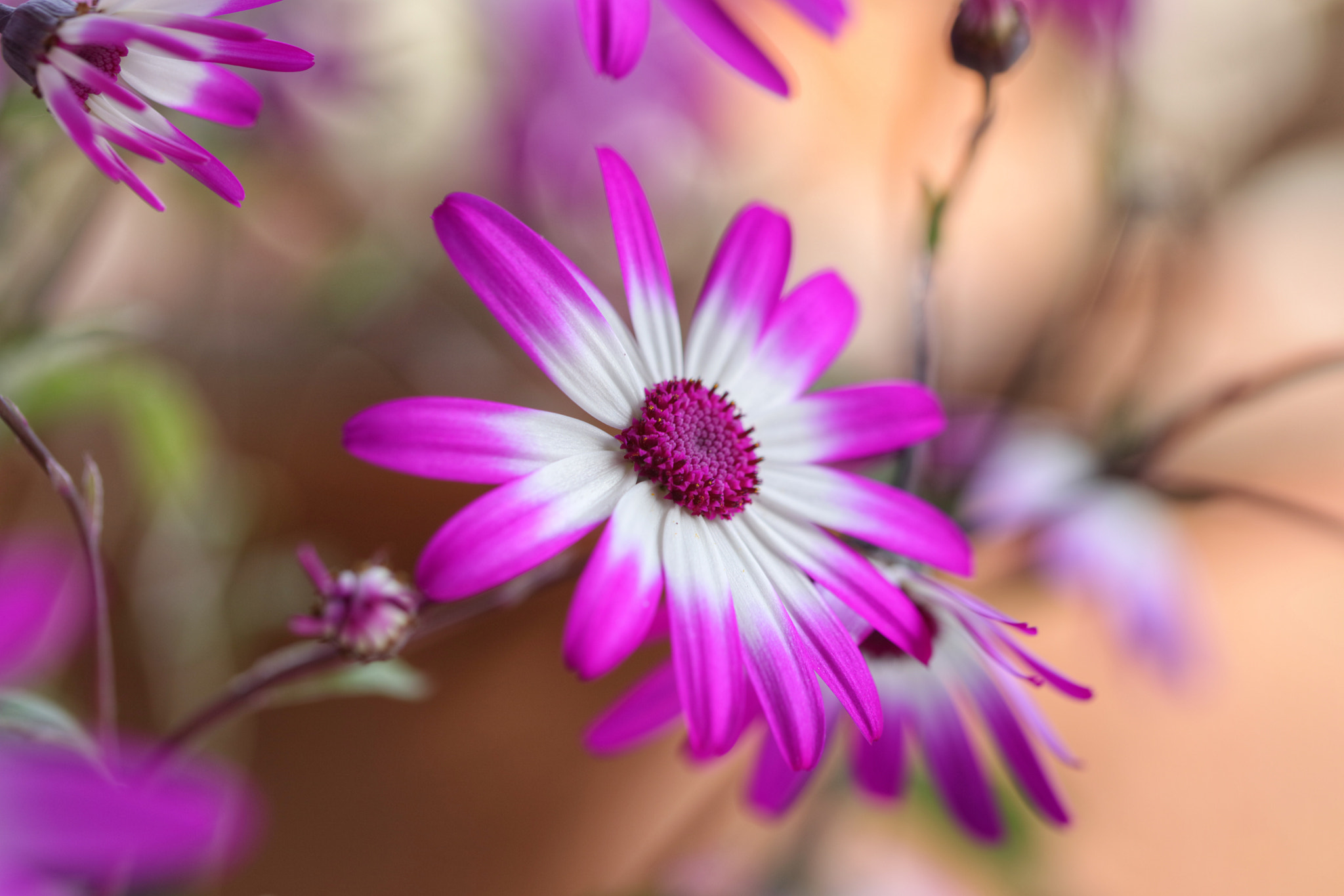 Canon EOS 5DS R sample photo