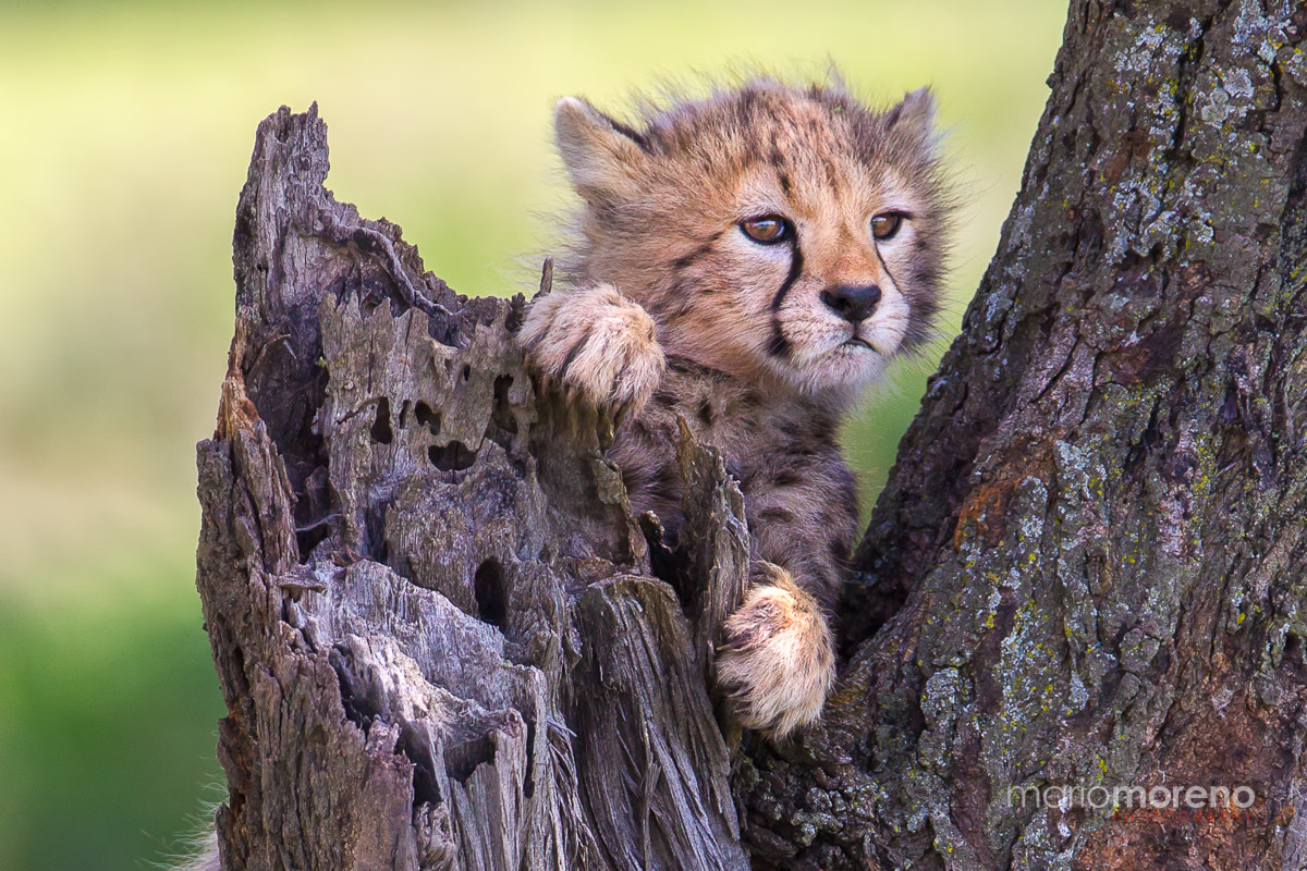 Canon EF 300mm F2.8L IS USM sample photo. Playful cheetah photography