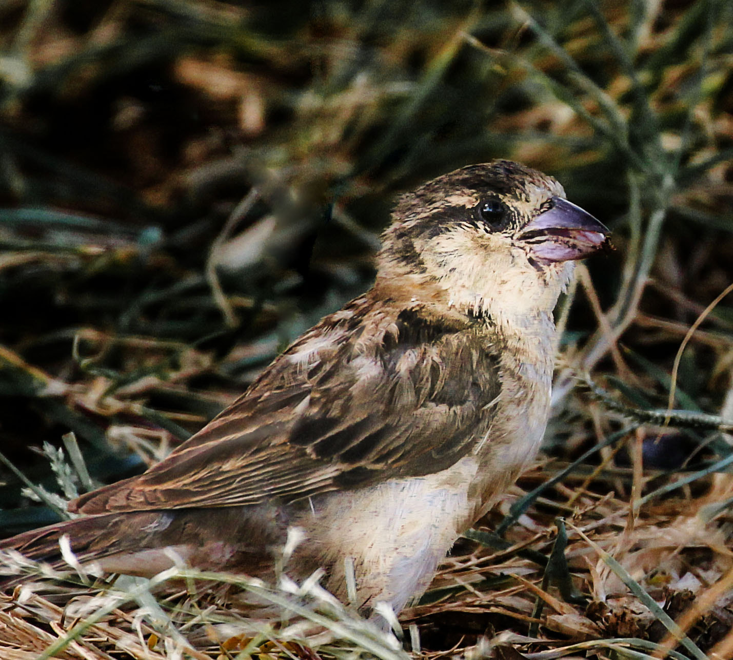 Canon EF 70-300mm F4-5.6L IS USM sample photo. Common finch photography