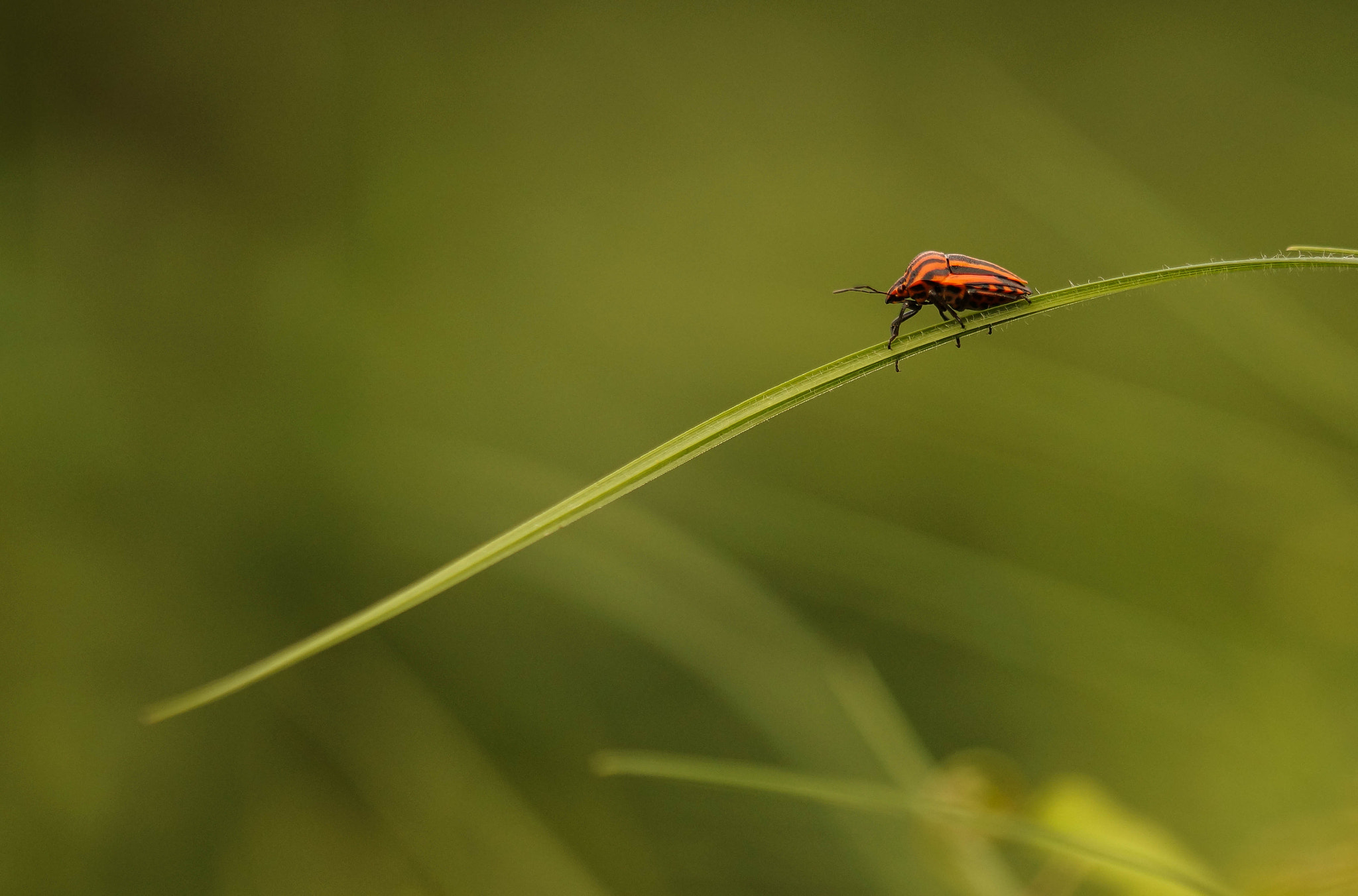 Sony SLT-A57 + 105mm F2.8 sample photo. Arlequin photography