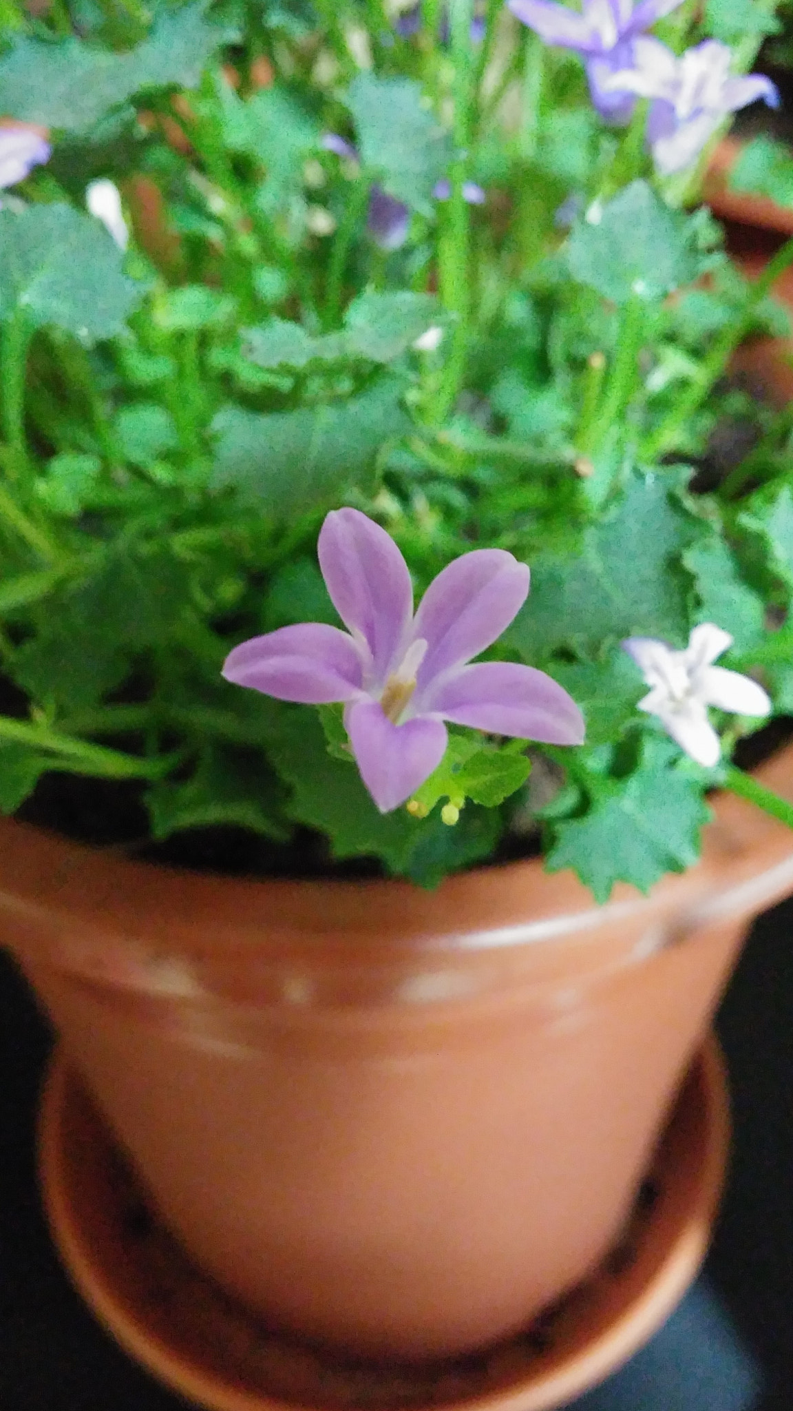 LG G3 CAT.6 sample photo. Bellflower 1-1 (flower language ; warm heart) photography