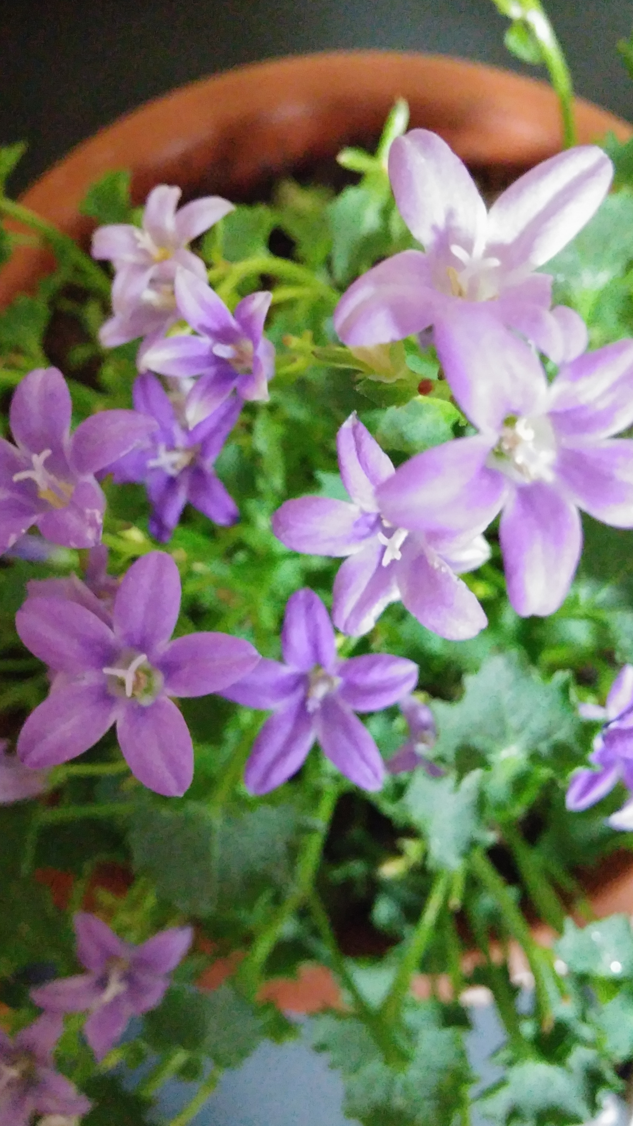 LG G3 CAT.6 sample photo. Bellflower 3-2 (flower language ; warm heart) photography