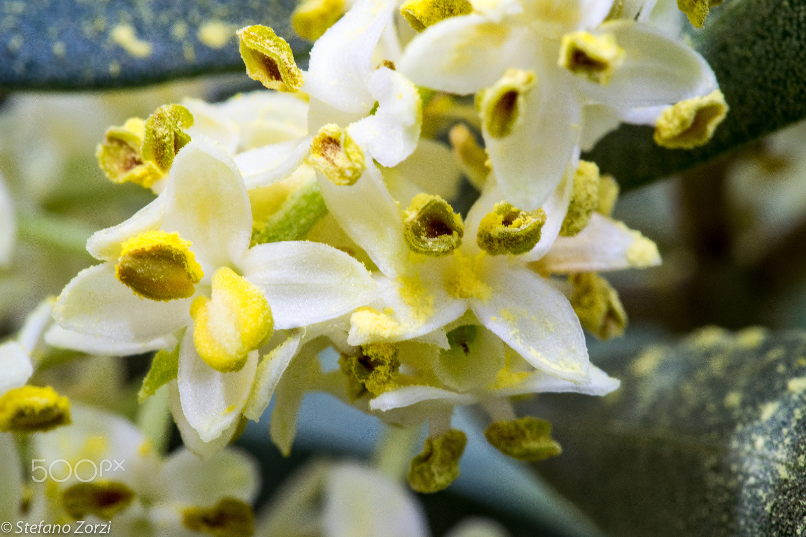Panasonic Leica DG Macro-Elmarit 45mm F2.8 ASPH OIS sample photo. Fiore d'ulivo - olive tree's flower photography