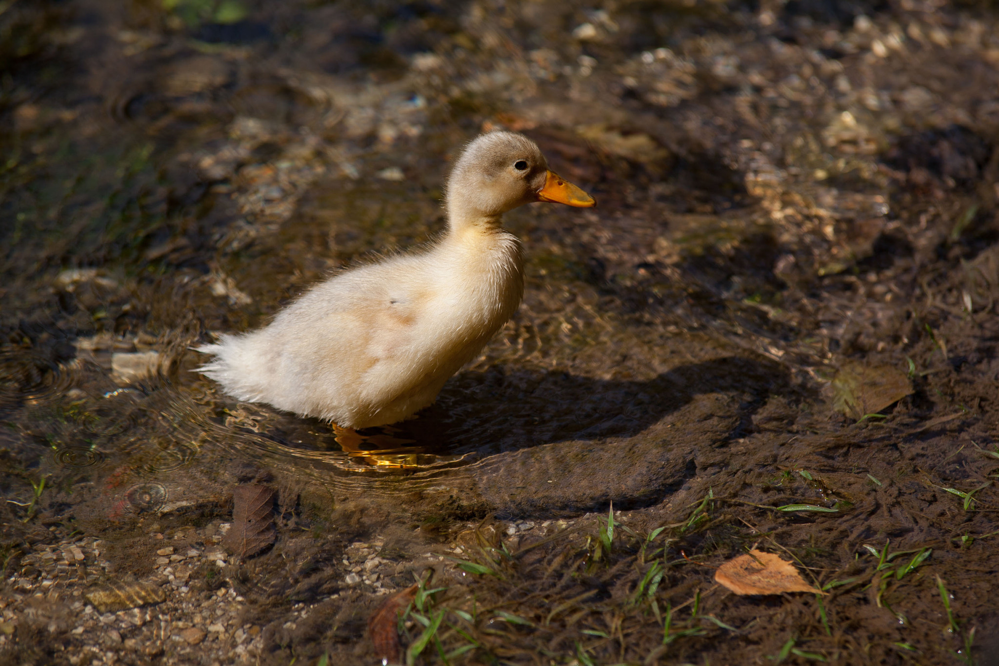 Tamron SP AF 70-200mm F2.8 Di LD (IF) MACRO sample photo. Duckling x photography