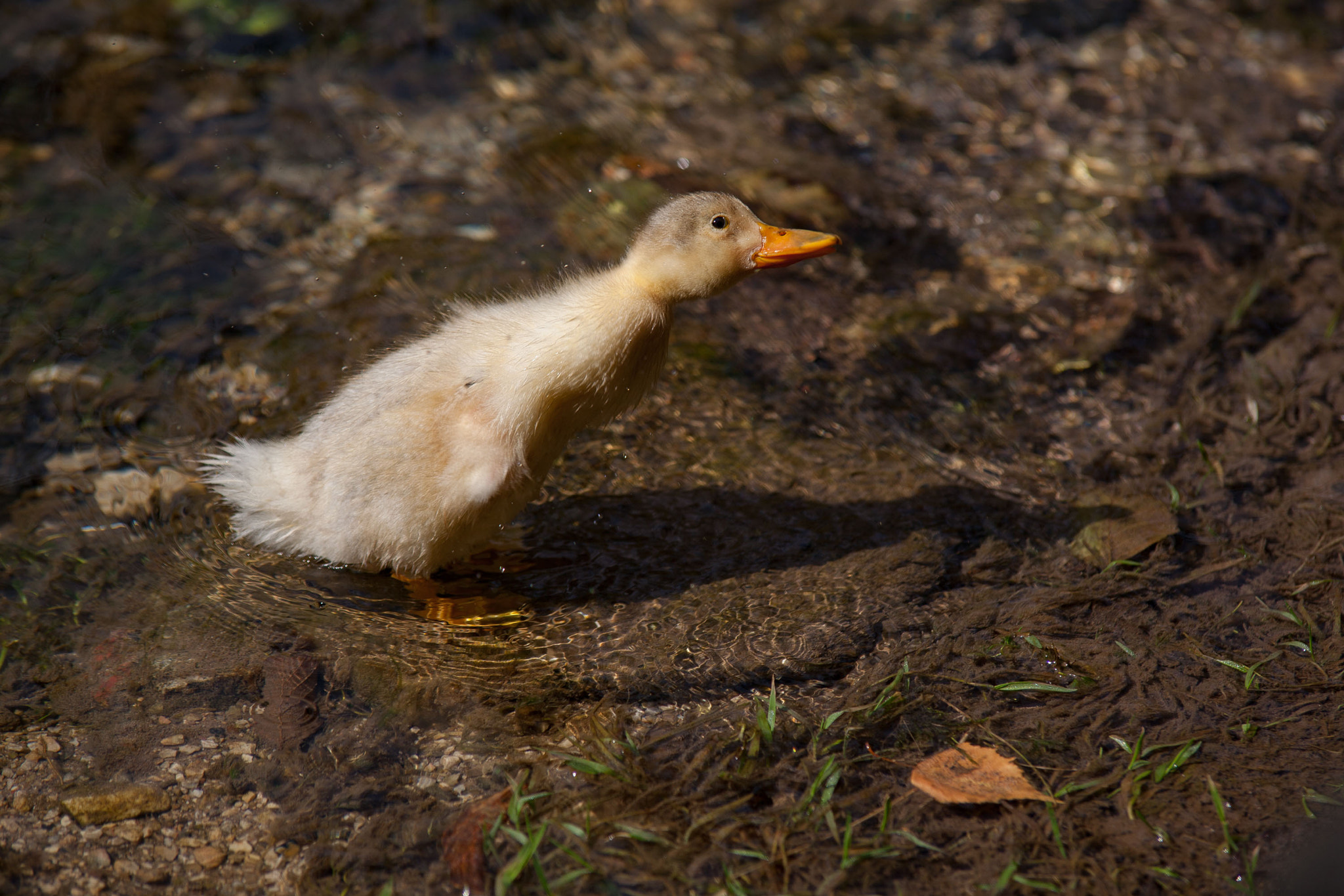 Tamron SP AF 70-200mm F2.8 Di LD (IF) MACRO sample photo. Duckling y photography