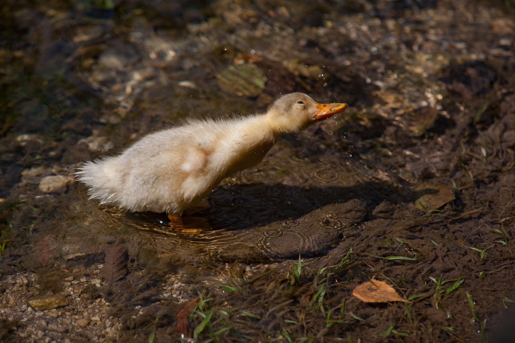 Tamron SP AF 70-200mm F2.8 Di LD (IF) MACRO sample photo. Duckling z photography