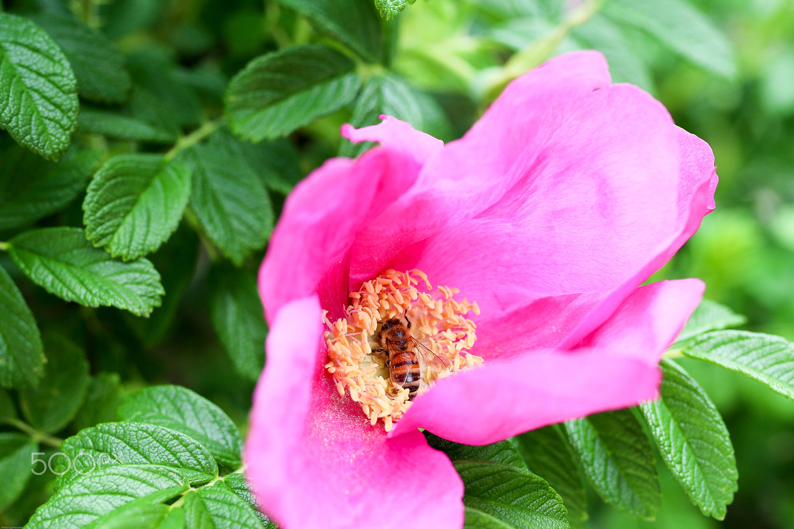 Canon EOS 80D + Sigma 35mm F1.4 DG HSM Art sample photo. Biene in der blume photography