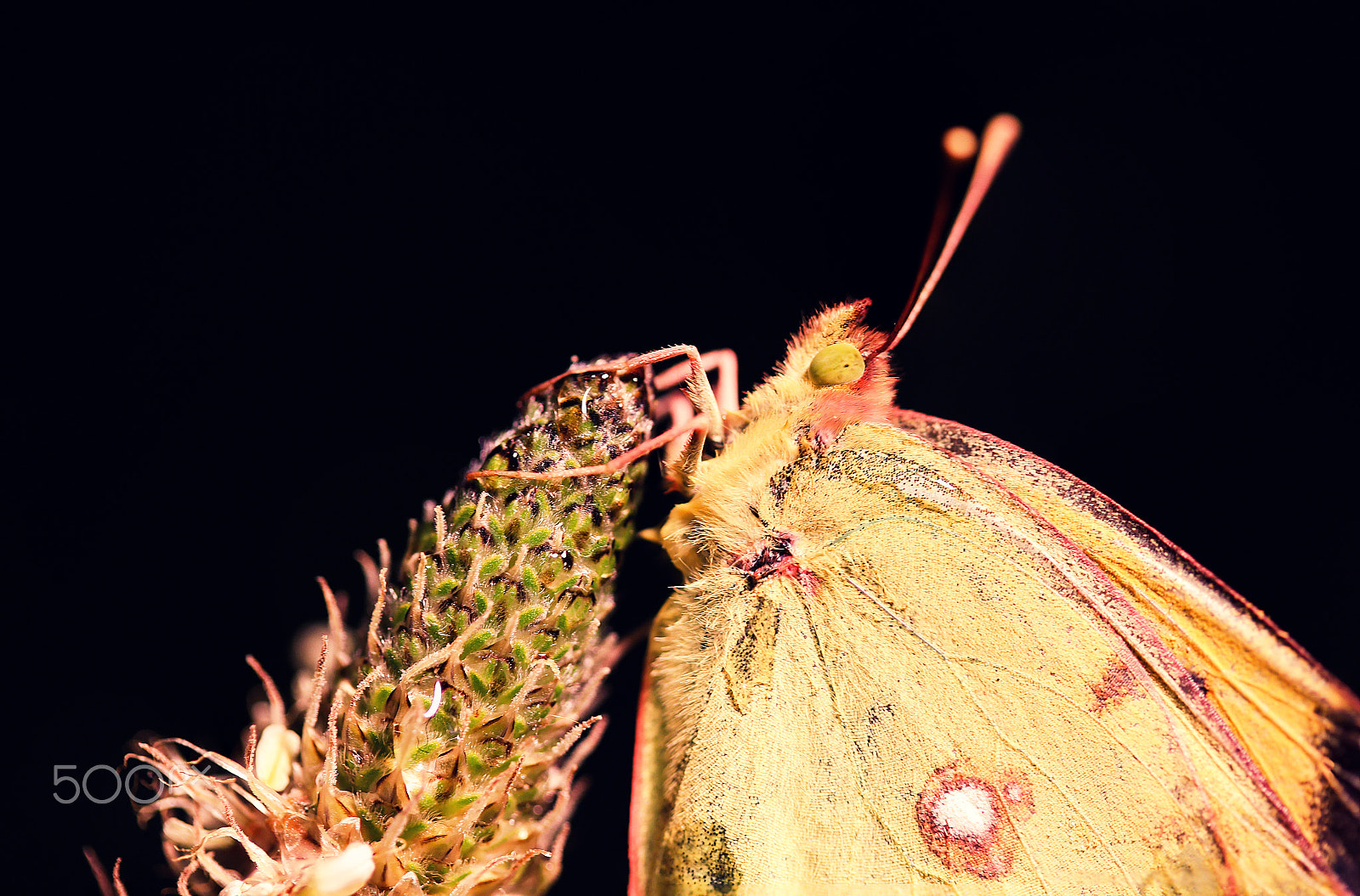 Canon EF-S 60mm F2.8 Macro USM sample photo. Determination photography