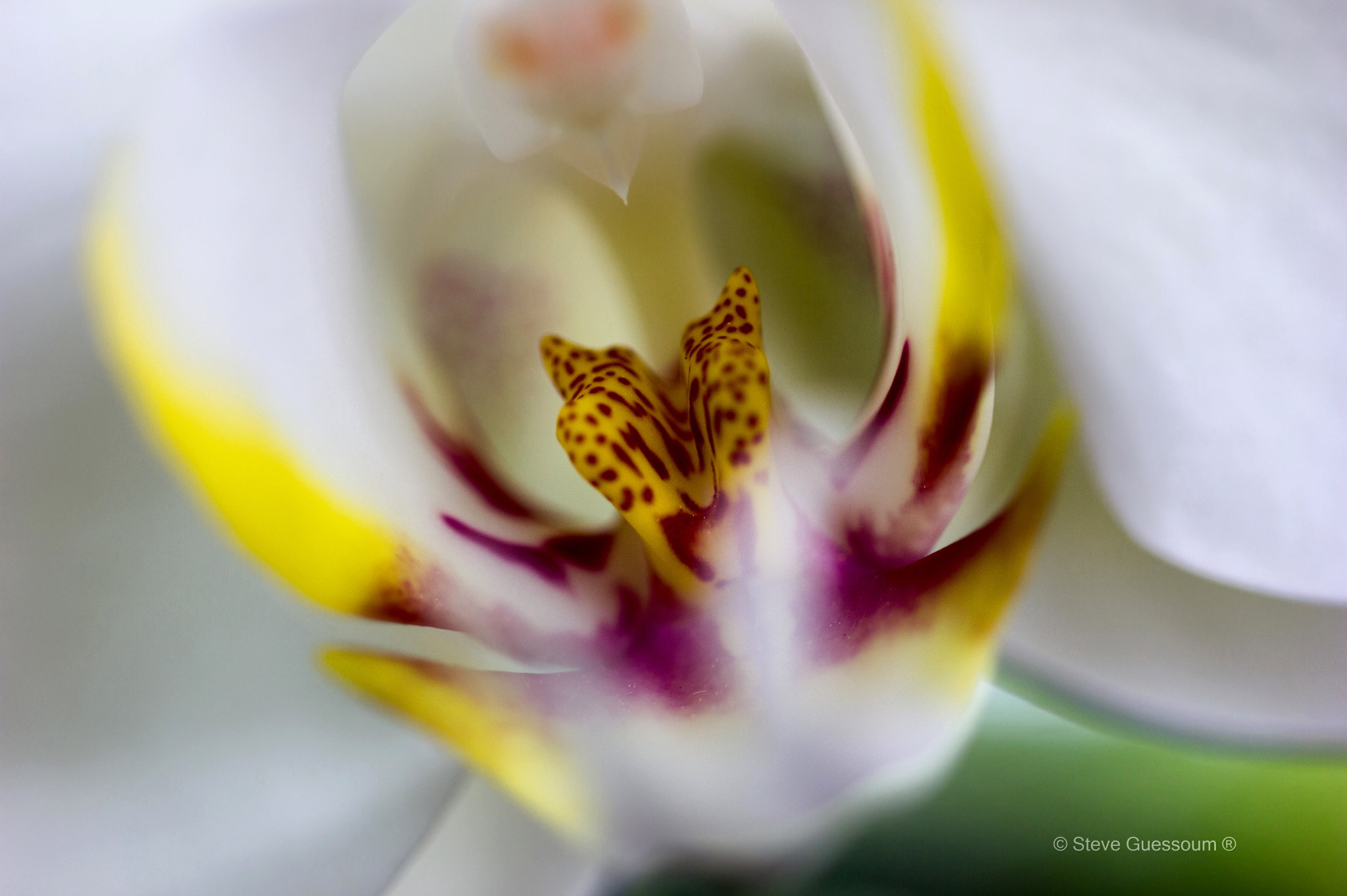 Sigma 50mm f/1.4 EX DG HSM + 1.4x sample photo