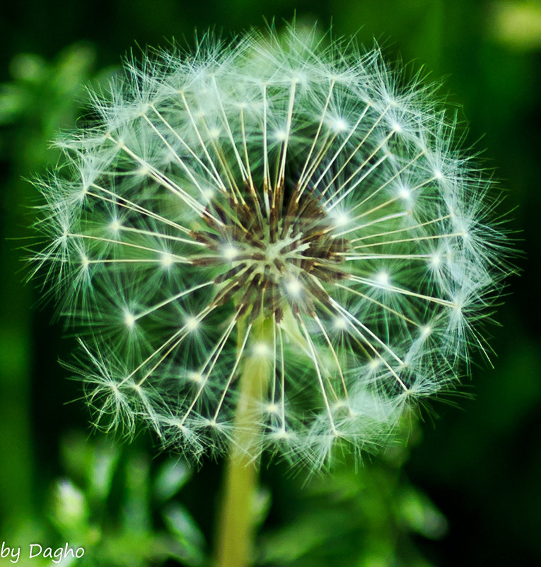 Canon EOS 6D + Canon EF 50mm F2.5 Macro sample photo. Pusteblume photography