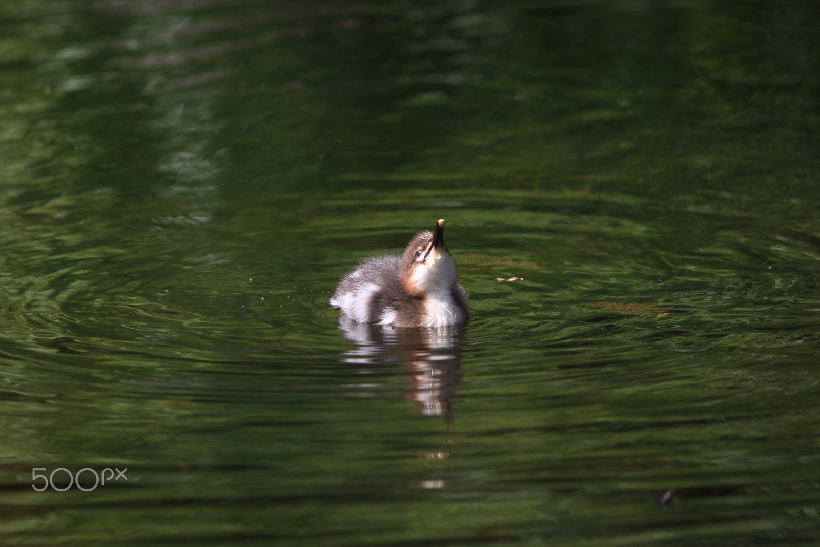 Canon EOS 550D (EOS Rebel T2i / EOS Kiss X4) sample photo. アイサー photography