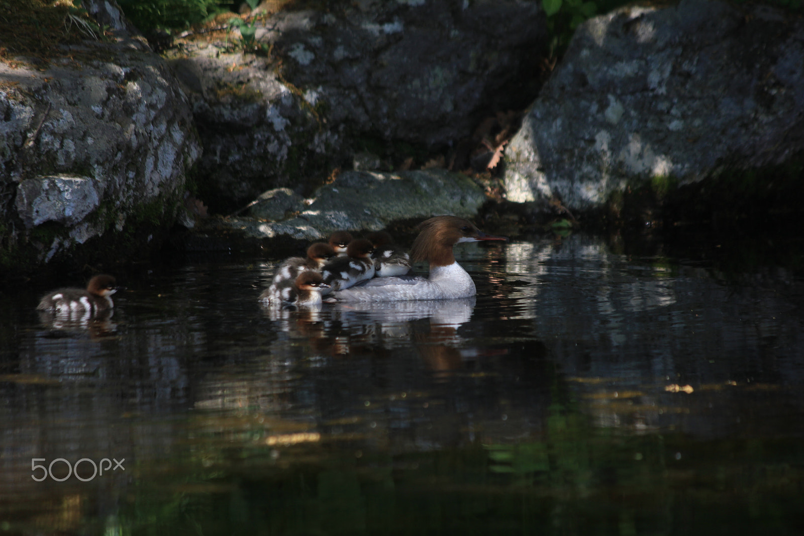 Canon EOS 550D (EOS Rebel T2i / EOS Kiss X4) sample photo. アイサー photography