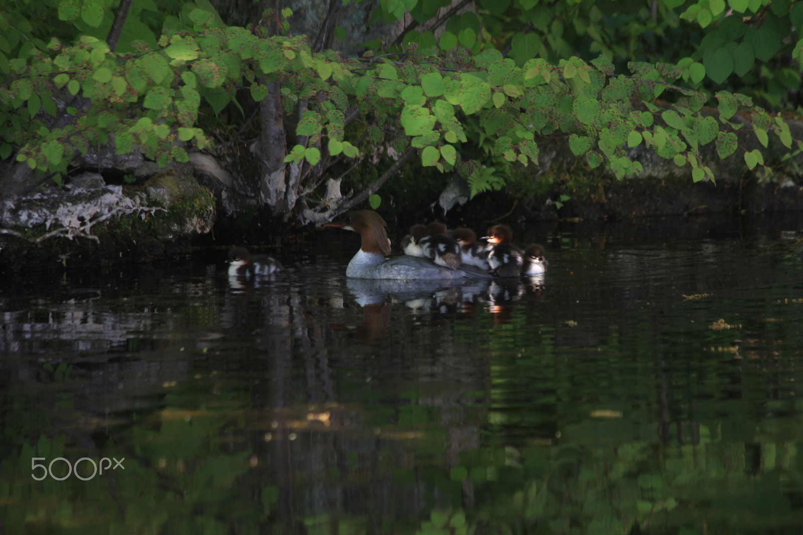 Canon EOS 550D (EOS Rebel T2i / EOS Kiss X4) sample photo. アイサー photography