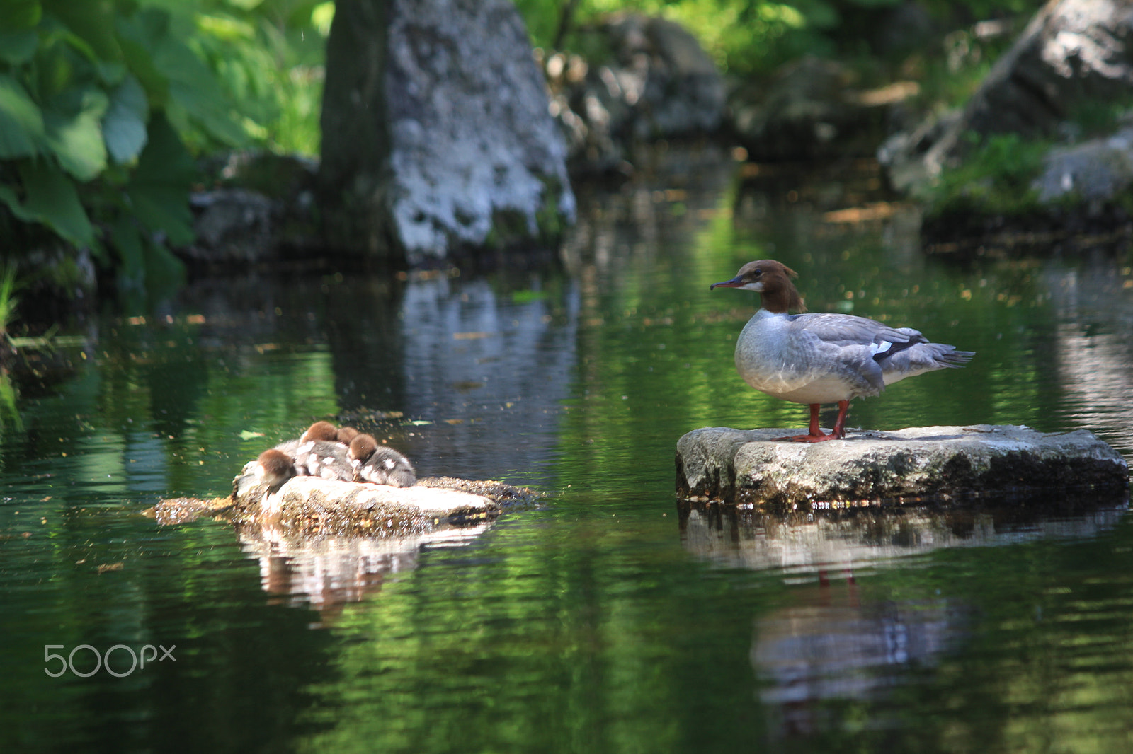 Canon EOS 550D (EOS Rebel T2i / EOS Kiss X4) sample photo. アイサー photography