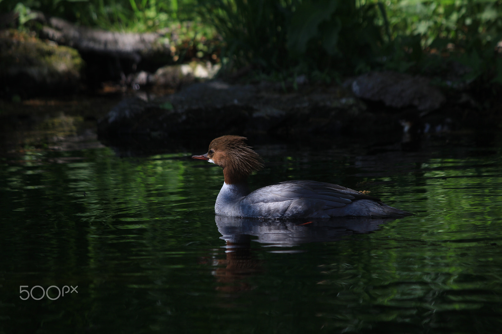 Canon EOS 550D (EOS Rebel T2i / EOS Kiss X4) sample photo. アイサー photography