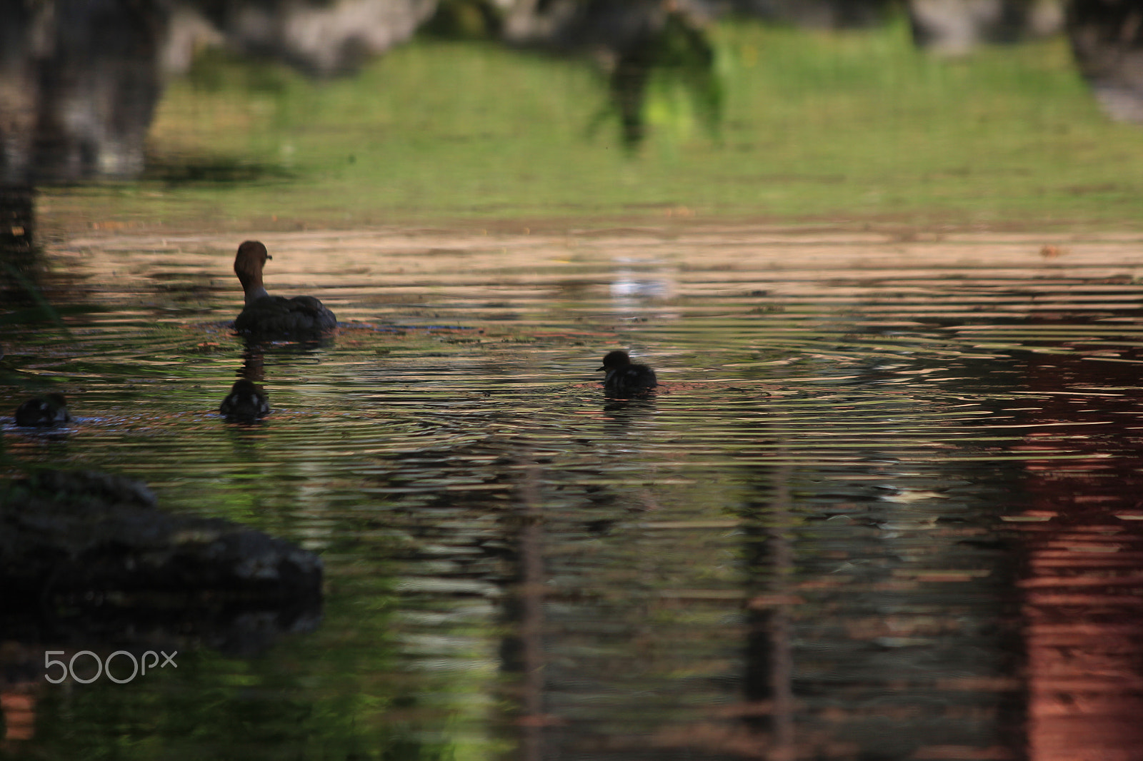 Canon EOS 550D (EOS Rebel T2i / EOS Kiss X4) sample photo. アイサー photography
