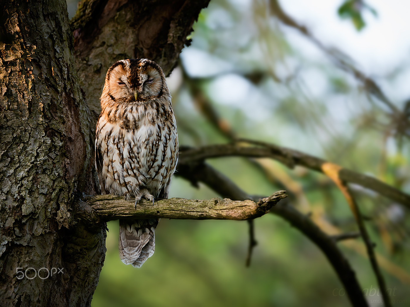 Nikon AF-S Nikkor 200-400mm F4G ED-IF VR sample photo. Wild tawny in last light photography