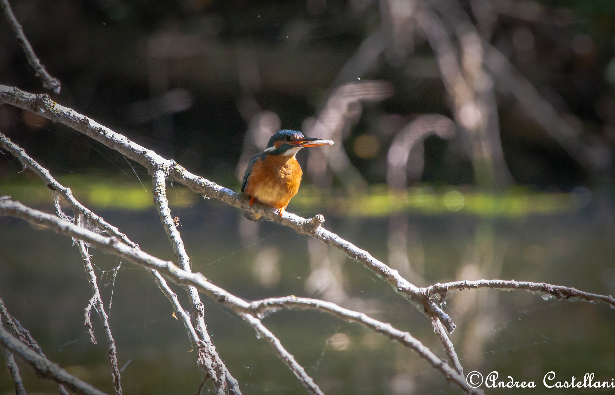 Canon EF 100-400mm F4.5-5.6L IS USM sample photo. Kingfisher female - martin pescatore femmina photography