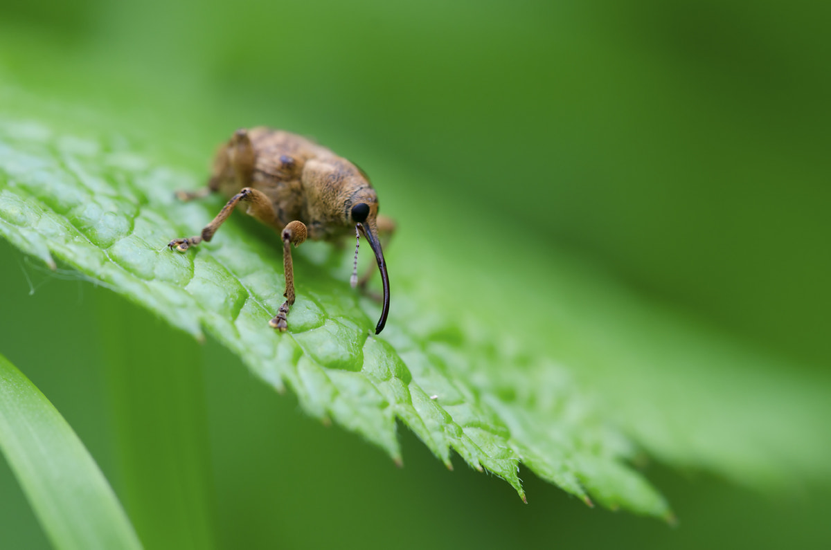 Sigma 150mm F2.8 EX DG Macro HSM sample photo. Weevil photography