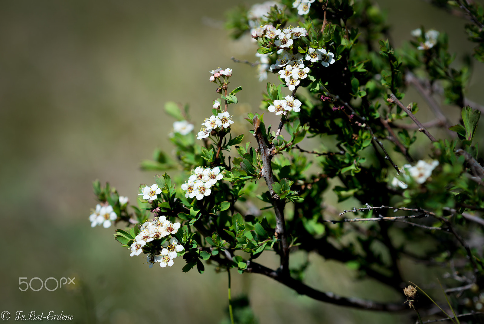 Nikon D800E + Nikon AF Micro-Nikkor 200mm F4D ED-IF sample photo. Tsbat photography