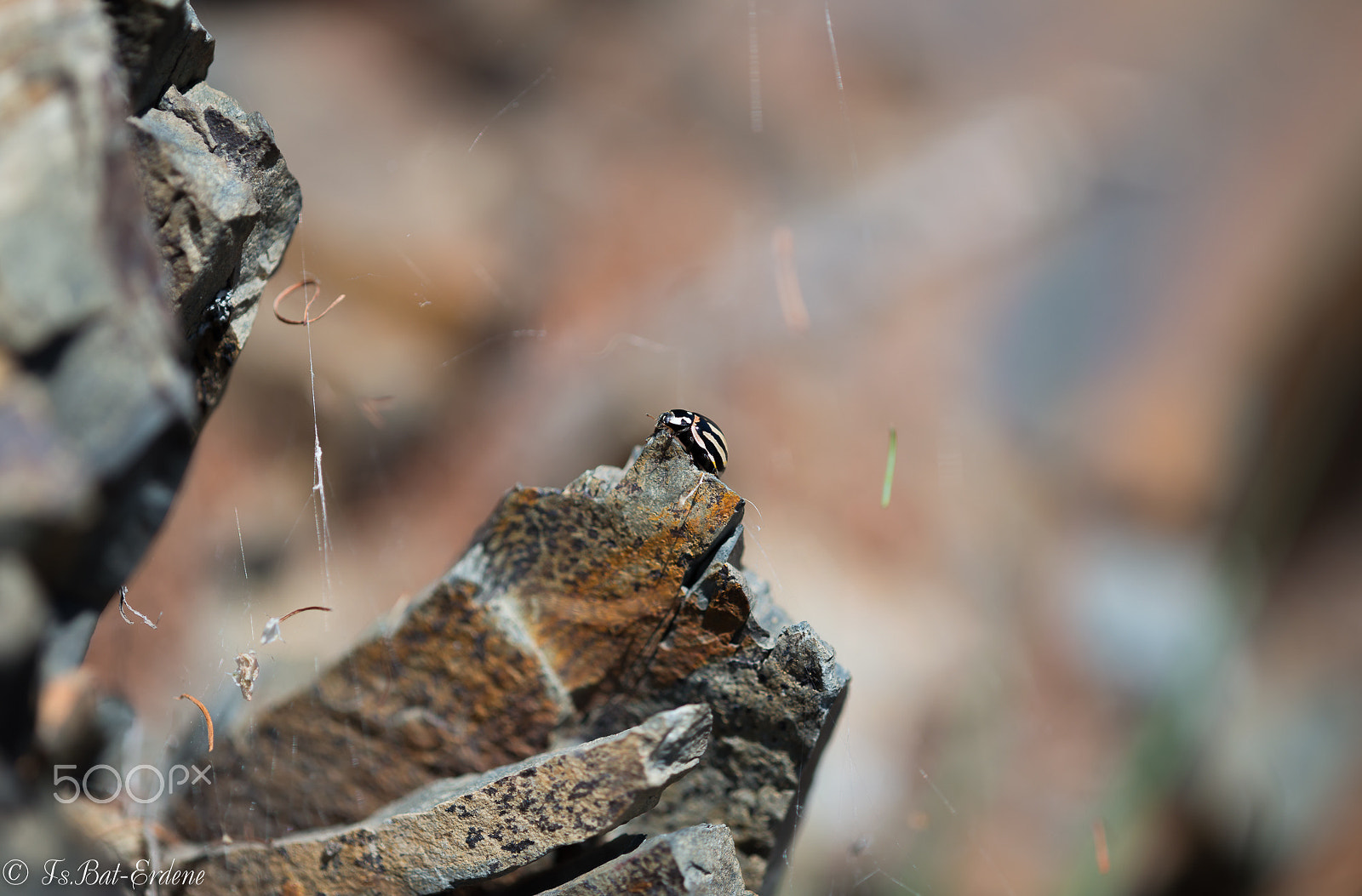 Nikon AF Micro-Nikkor 200mm F4D ED-IF sample photo. Tsbat photography