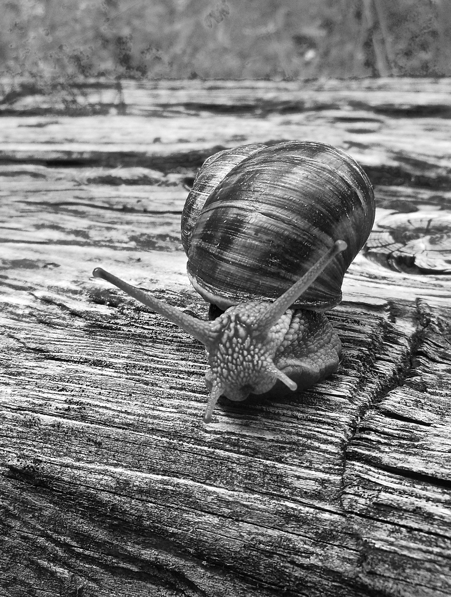 Nikon Coolpix S6100 sample photo. Snail photography