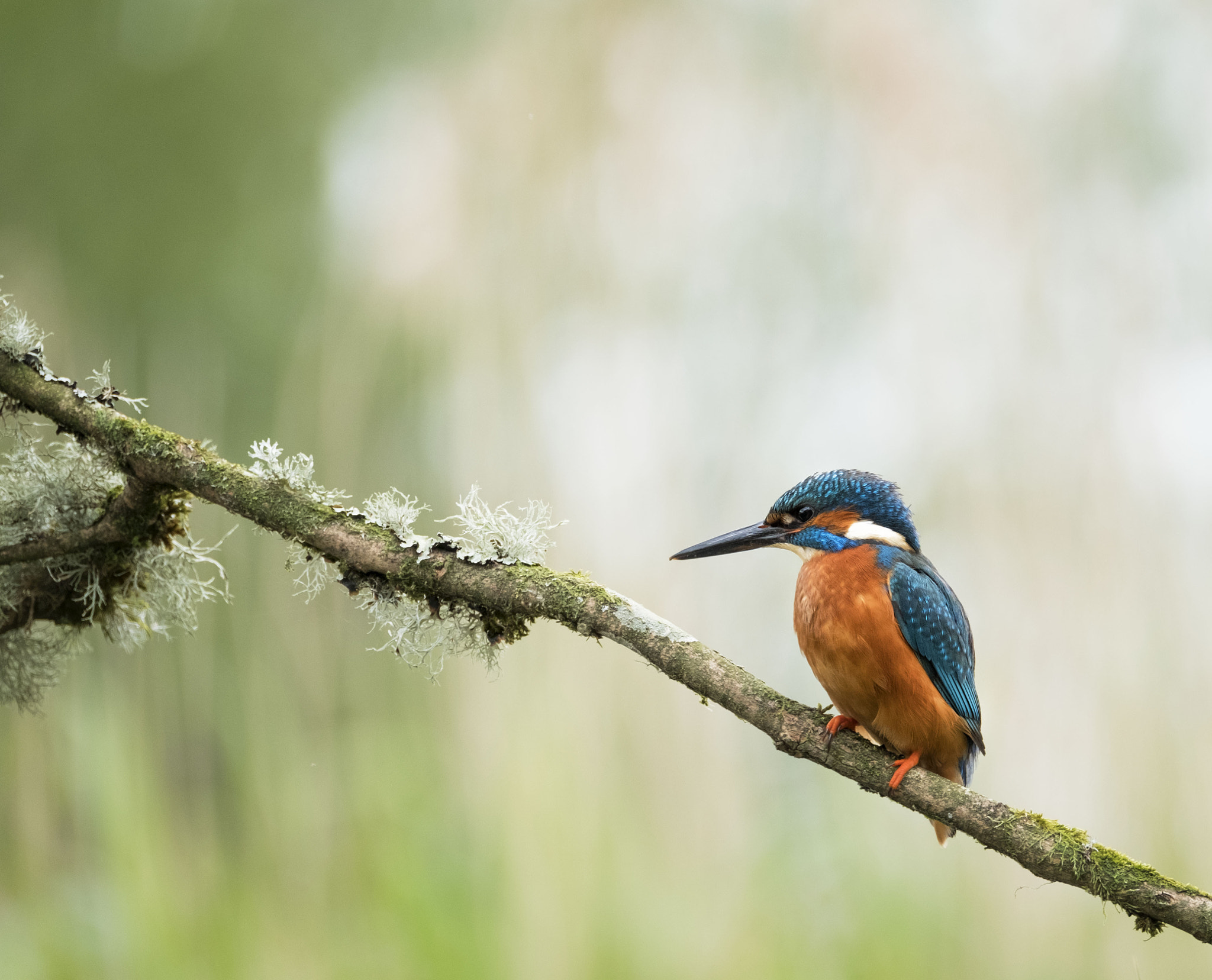 Fujifilm XF 100-400mm F4.5-5.6 R LM OIS WR sample photo. Kingfisher photography
