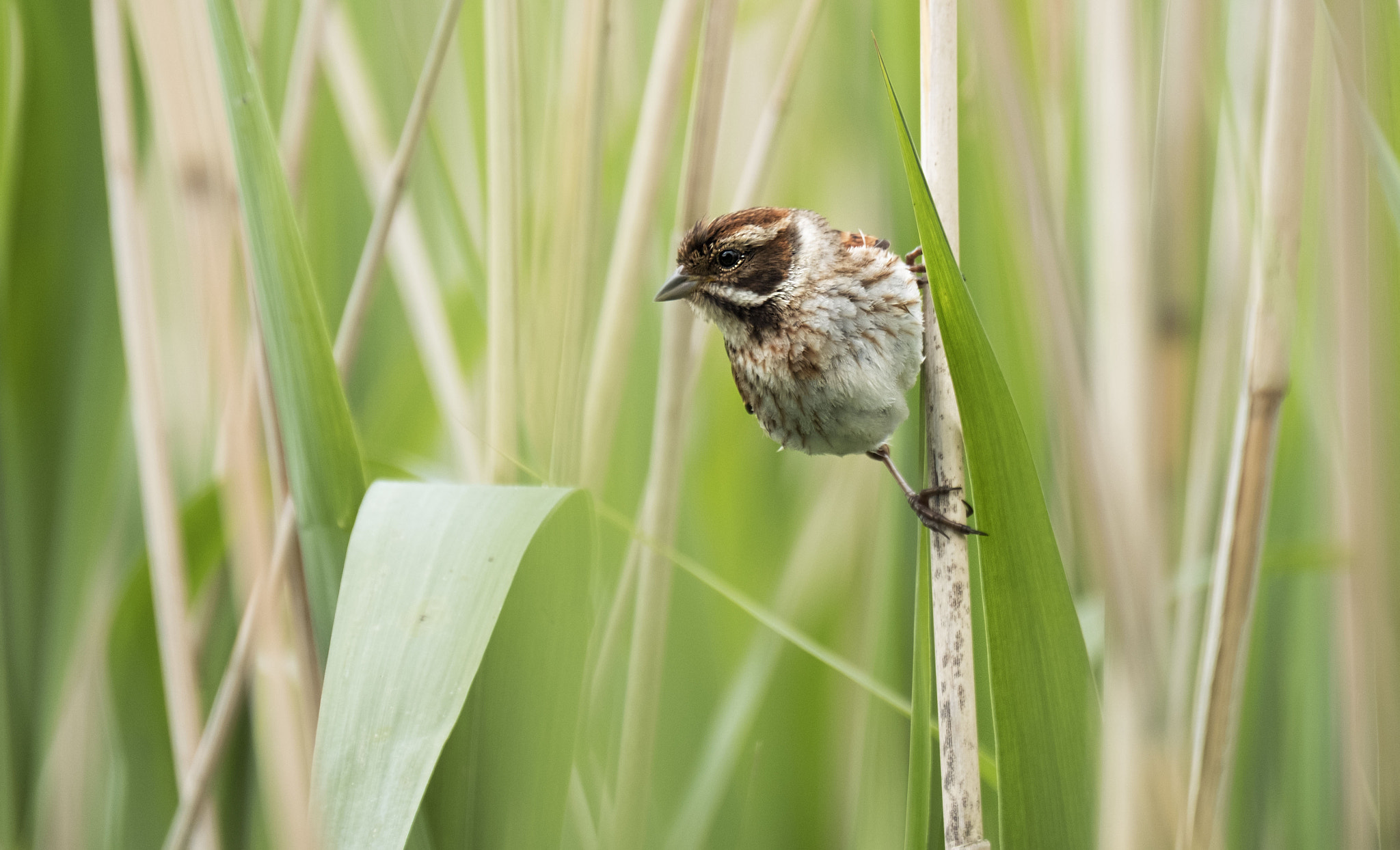 Fujifilm XF 100-400mm F4.5-5.6 R LM OIS WR sample photo. Reed bunting photography