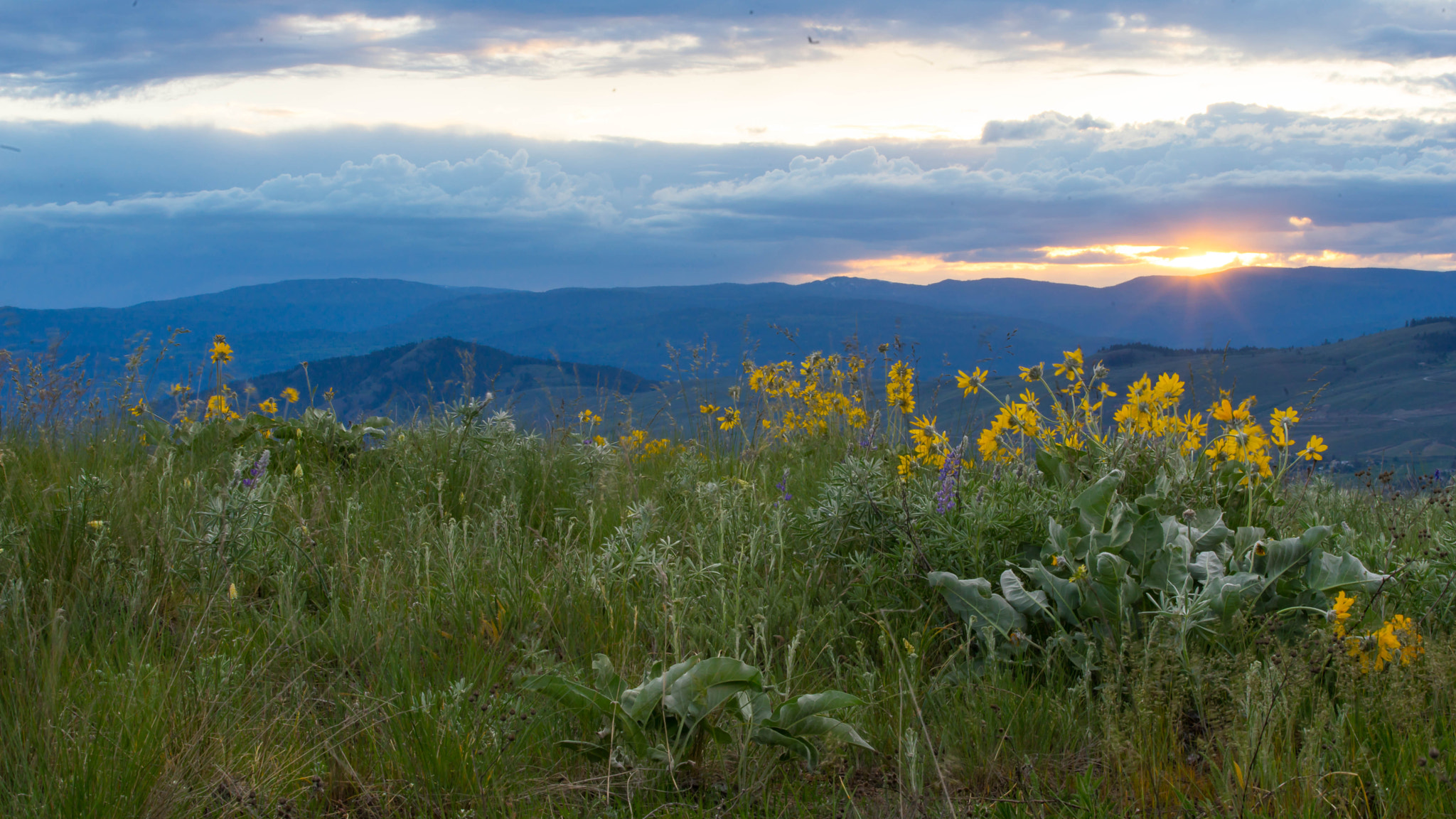 Canon EF 70-200mm F2.8L IS II USM sample photo. Wildflowers photography