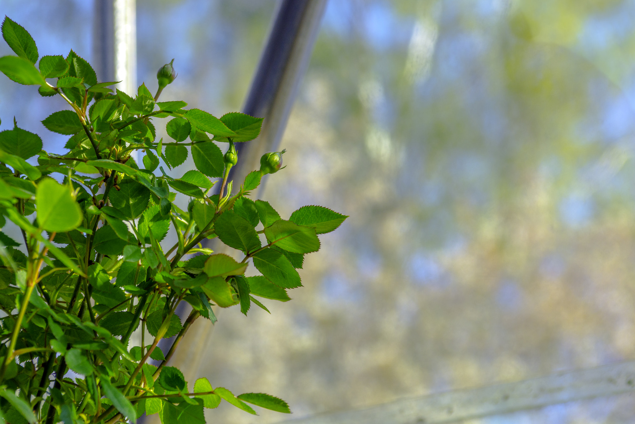 AF Zoom-Nikkor 28-85mm f/3.5-4.5 sample photo. Rose-bud hdr photography