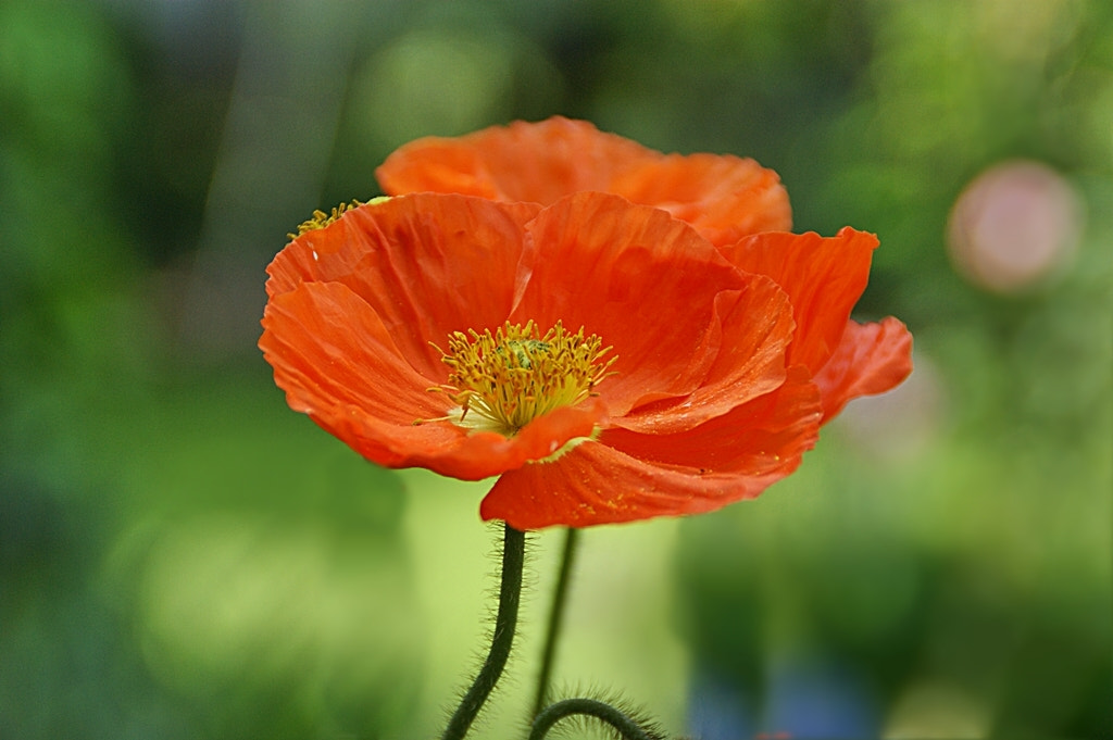 Sony Alpha DSLR-A290 sample photo. Orange poppy photography
