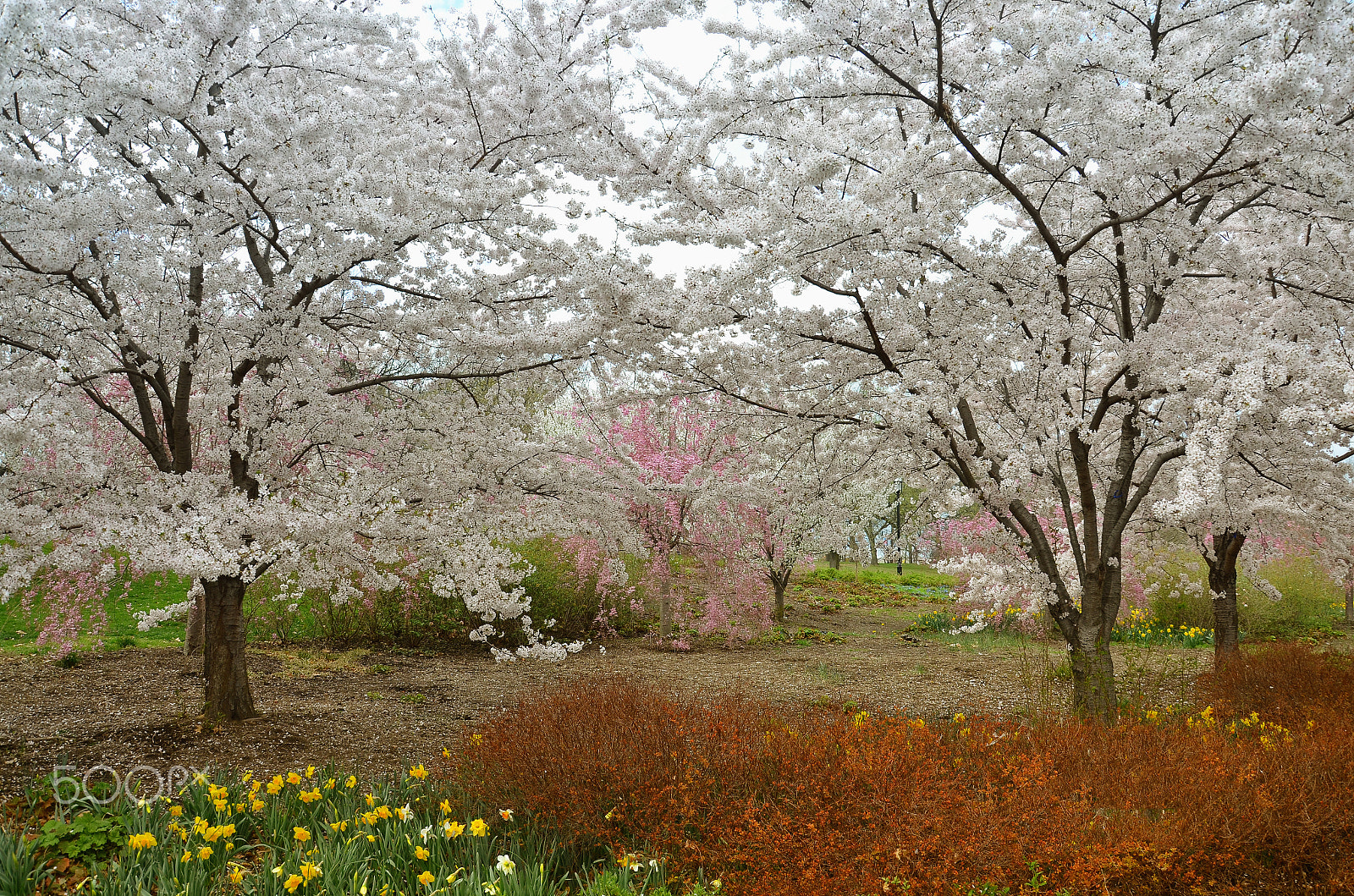 Nikon D5100 + IX-Nikkor 60-180mm f/4.5-5.6 sample photo. Cherry blossoms in branchbrook park in newark, nj photography