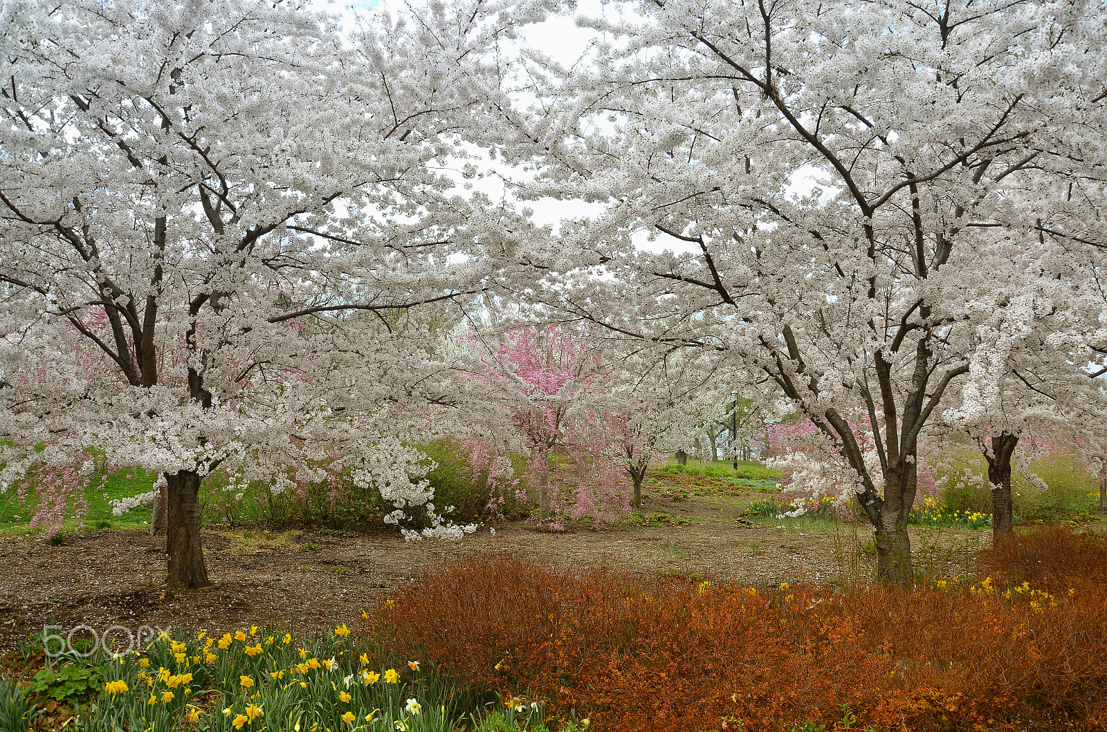 IX-Nikkor 60-180mm f/4.5-5.6 sample photo. Cherry blossoms in branchbrook park in newark, nj photography