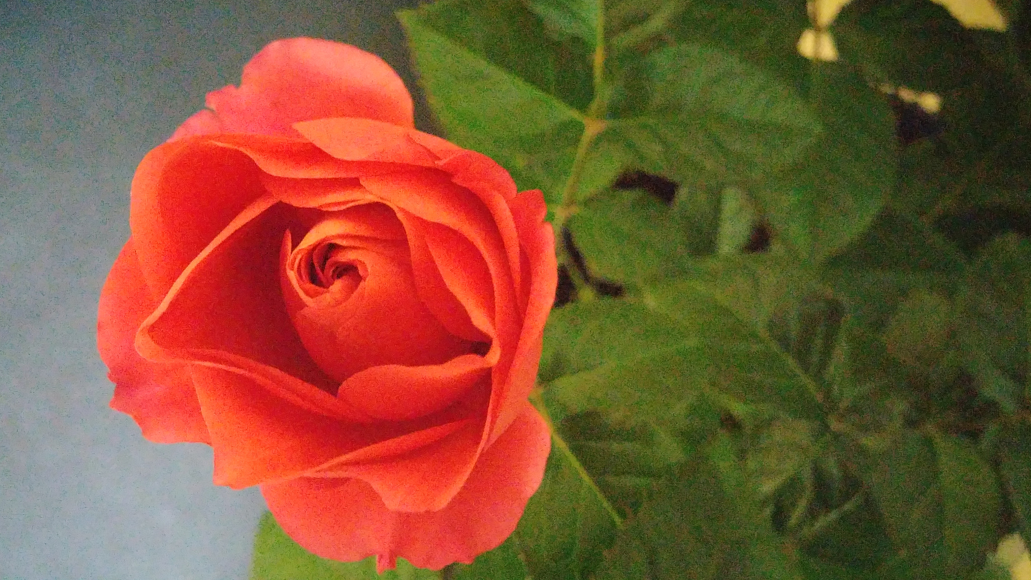 LG G3 CAT.6 sample photo. Red rose 13 (flower language ; love, joy) photography