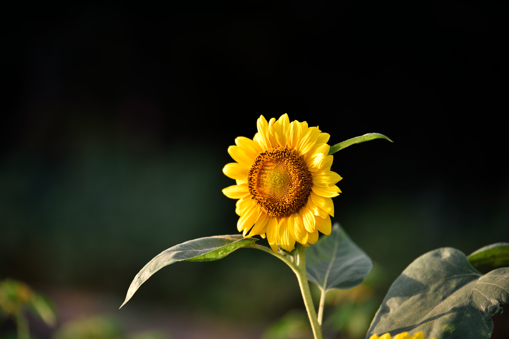 Tamron SP 70-200mm F2.8 Di VC USD sample photo. Sunflower.jpg photography