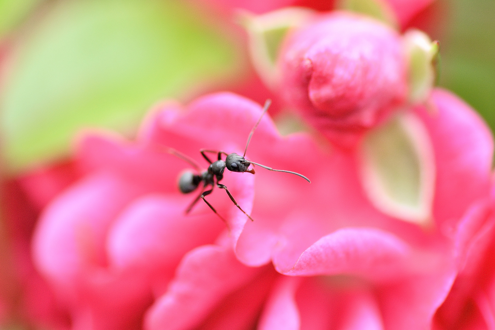 Nikon D3100 sample photo. Ants and roses photography