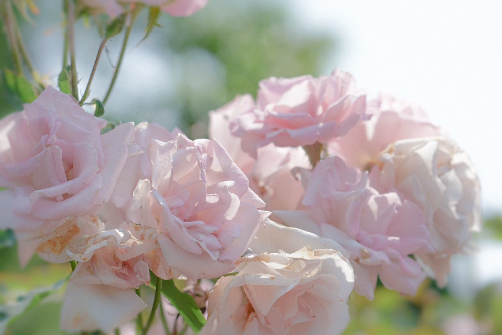 Sony FE 70-300mm F4.5-5.6 G OSS sample photo. Pink rose in kyoto photography