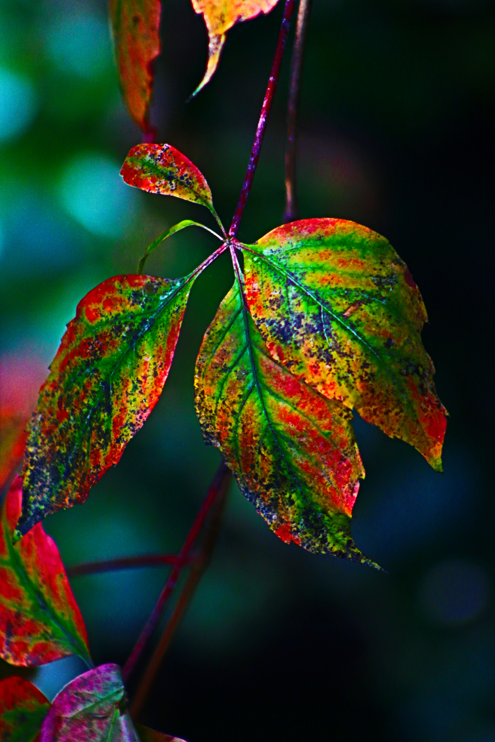 Canon EOS M + EF75-300mm f/4-5.6 sample photo. Autumn leafs photography