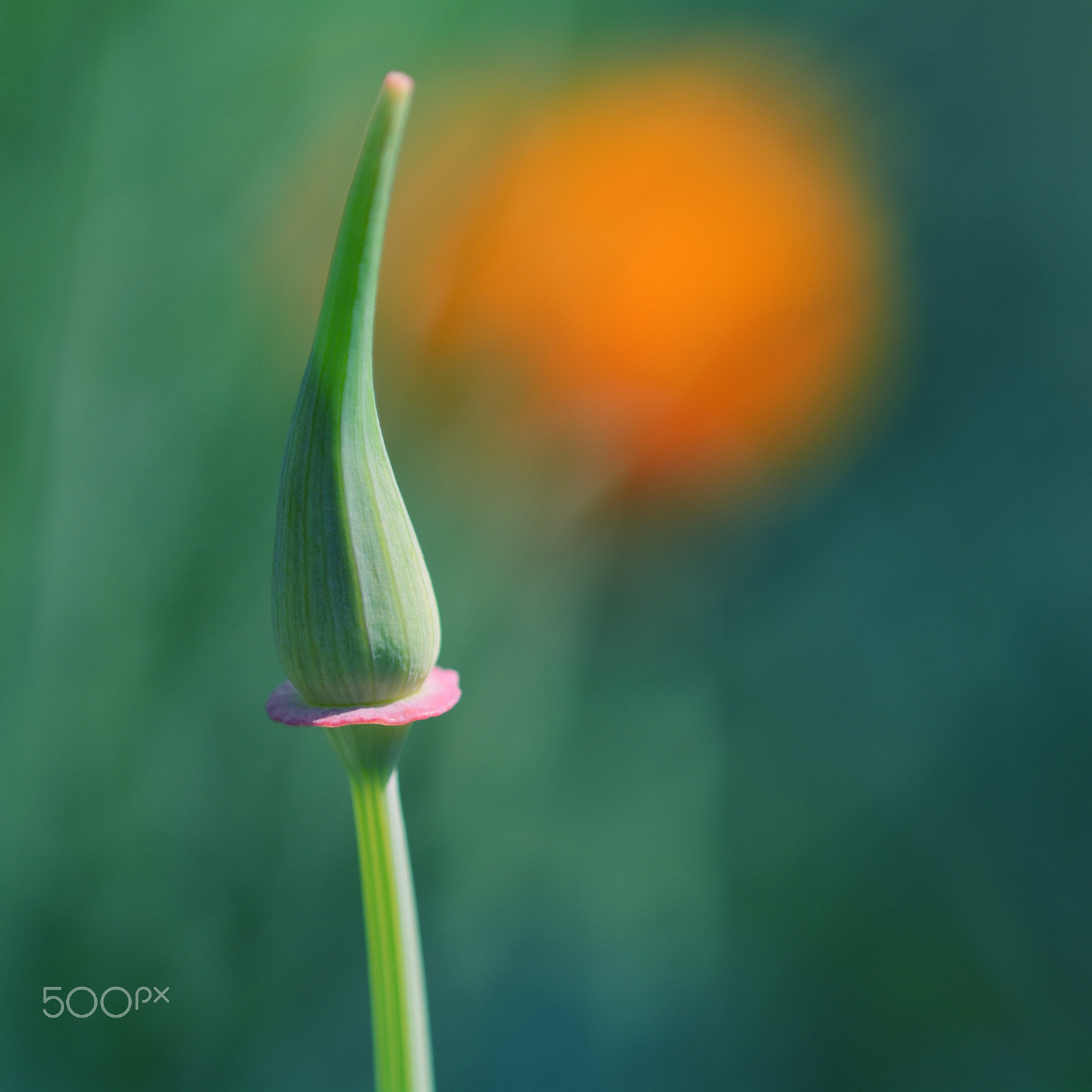 Nikon D7100 + Nikon AF Micro-Nikkor 200mm F4D ED-IF sample photo. California sunlight photography