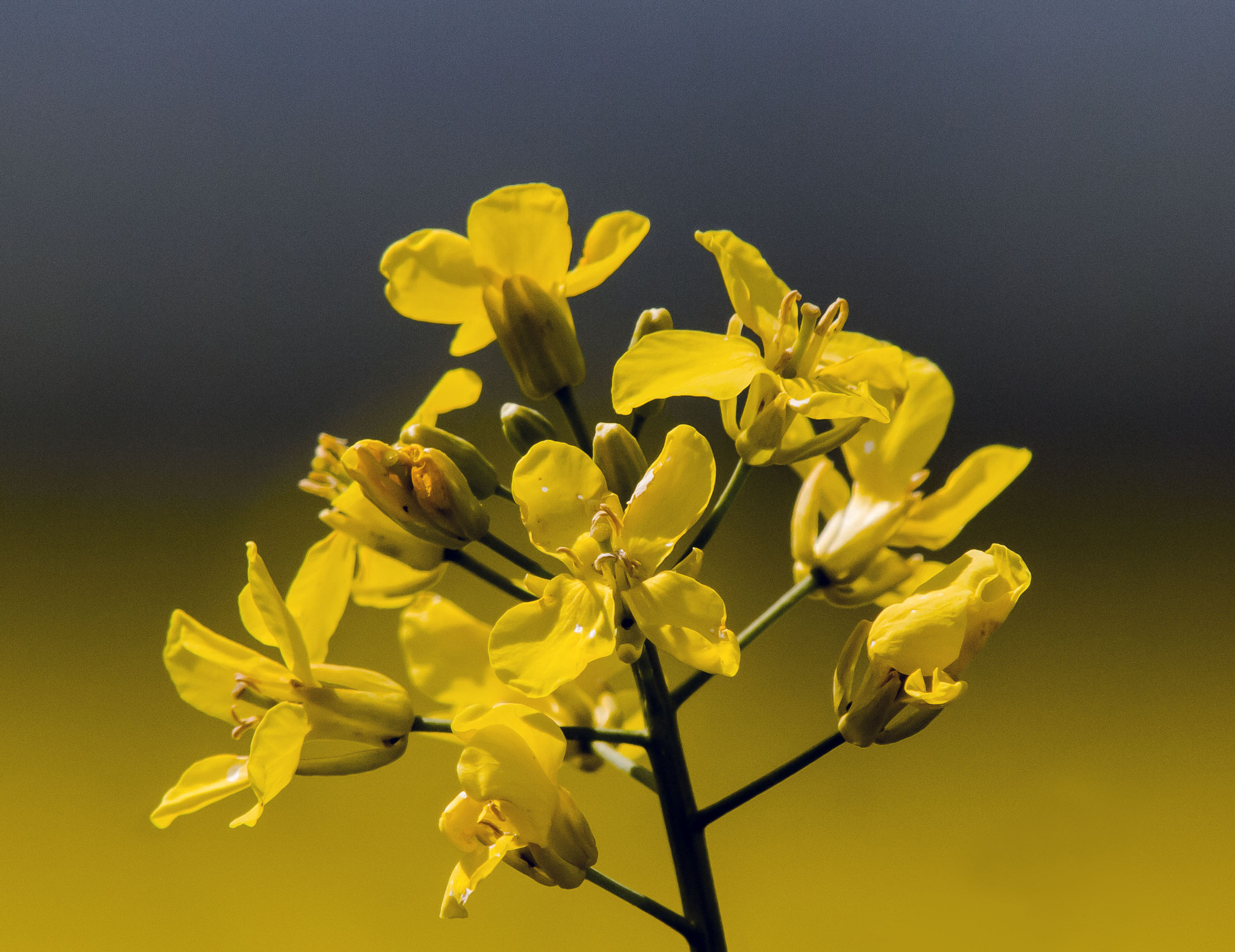 Olympus E-5 sample photo. Rapeseed flower photography
