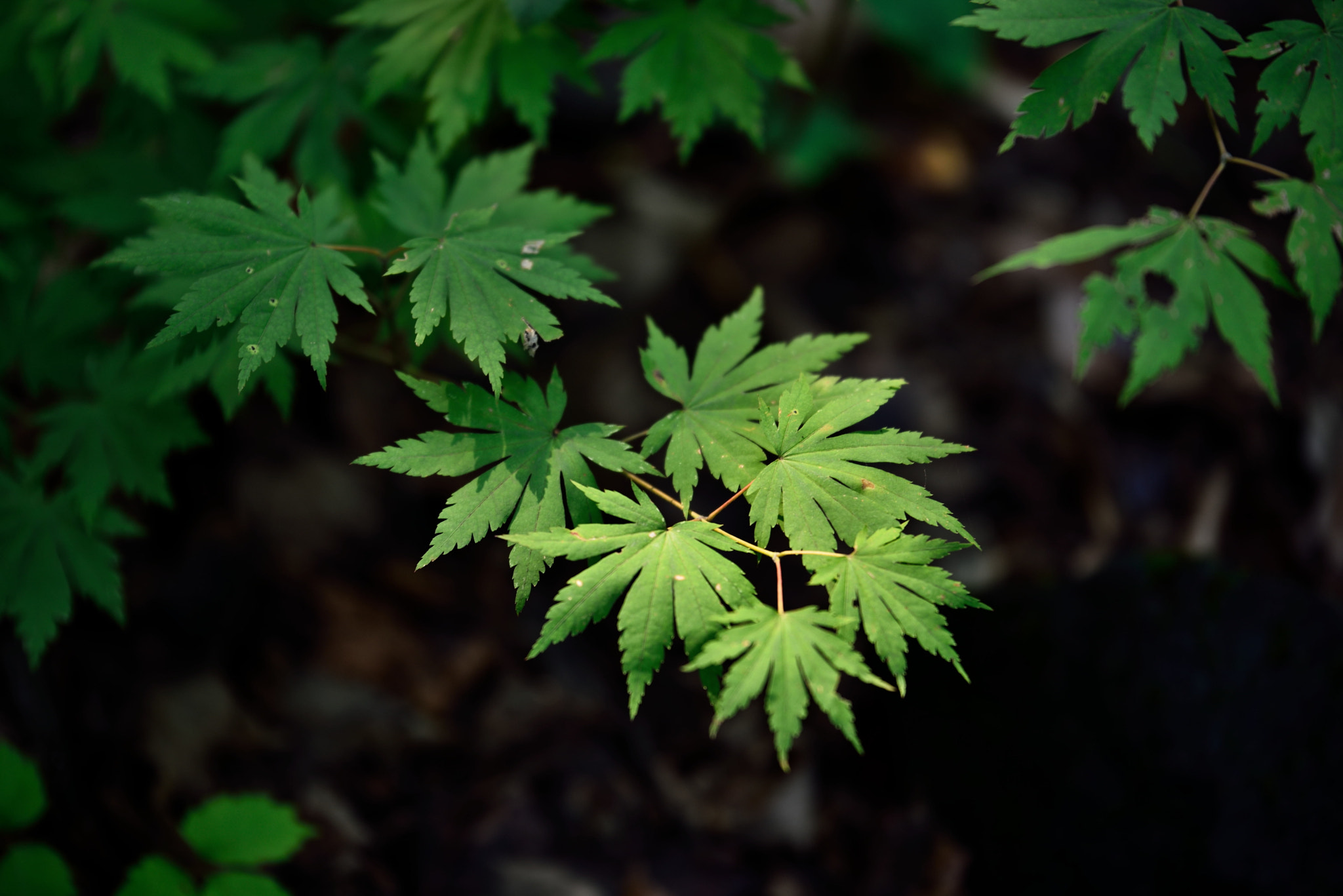 Tamron SP 70-200mm F2.8 Di VC USD sample photo. Korean maple.jpg photography