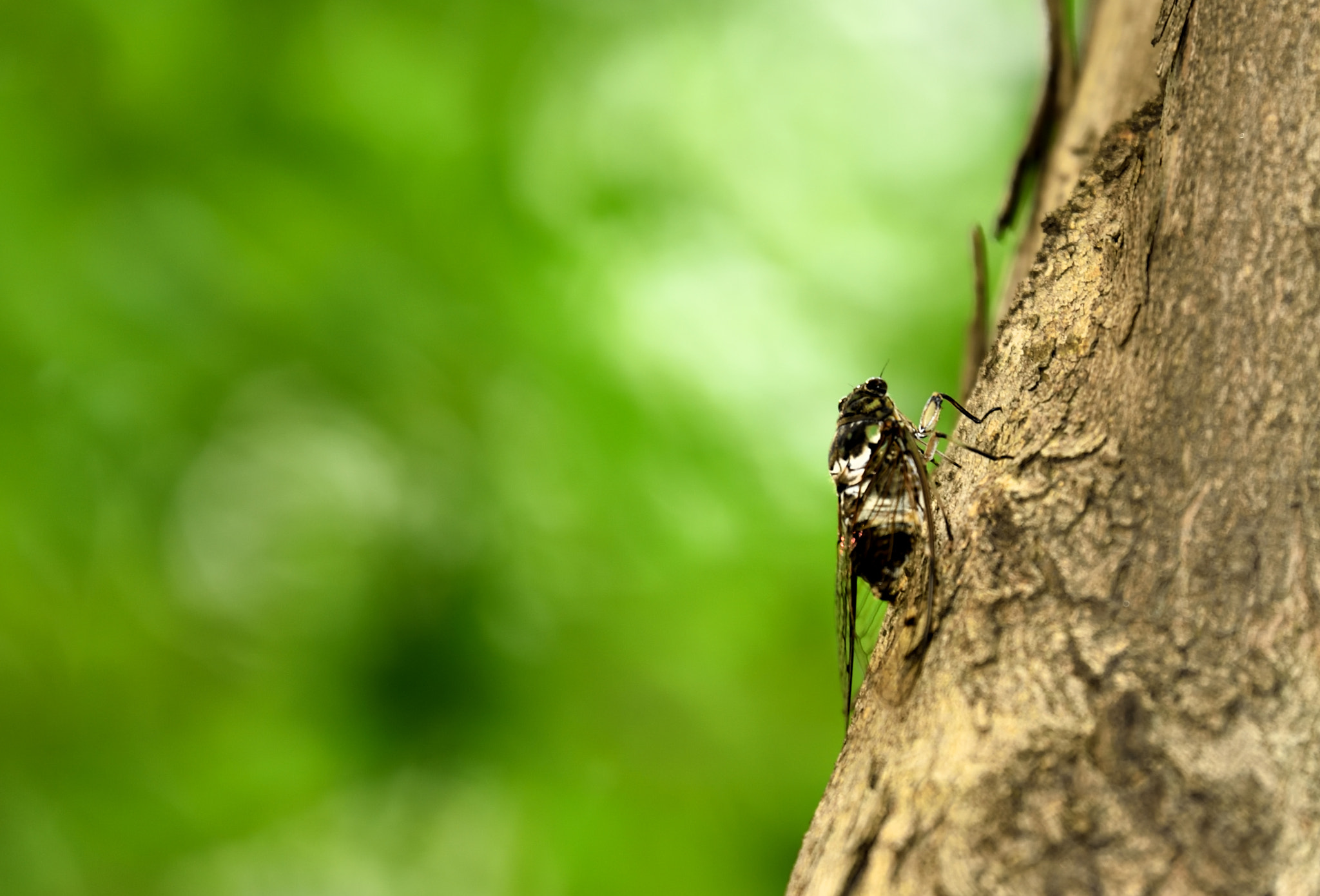 Tamron SP 70-200mm F2.8 Di VC USD sample photo. Cicada.jpg photography